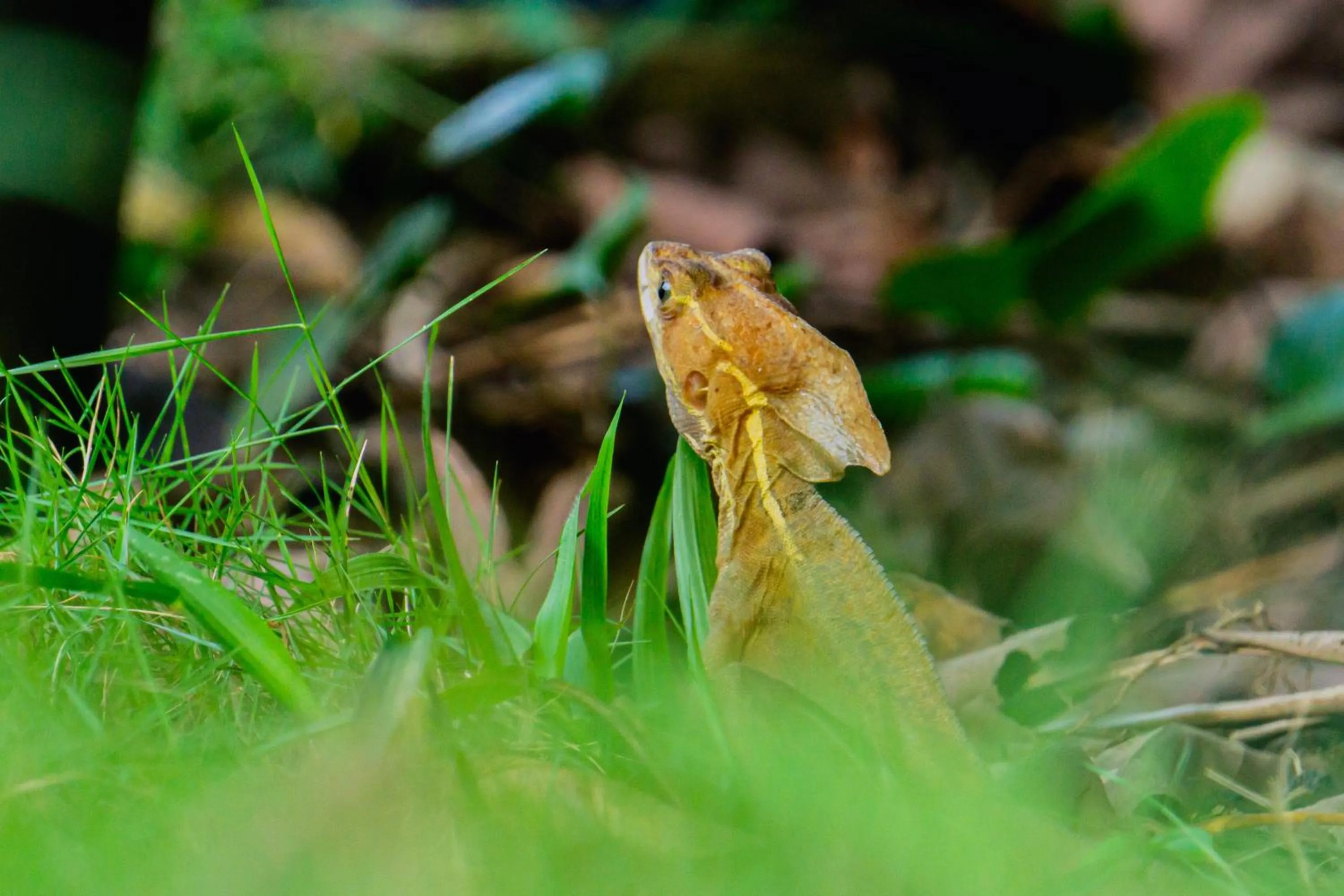 Animals in Olivia del caribe suite