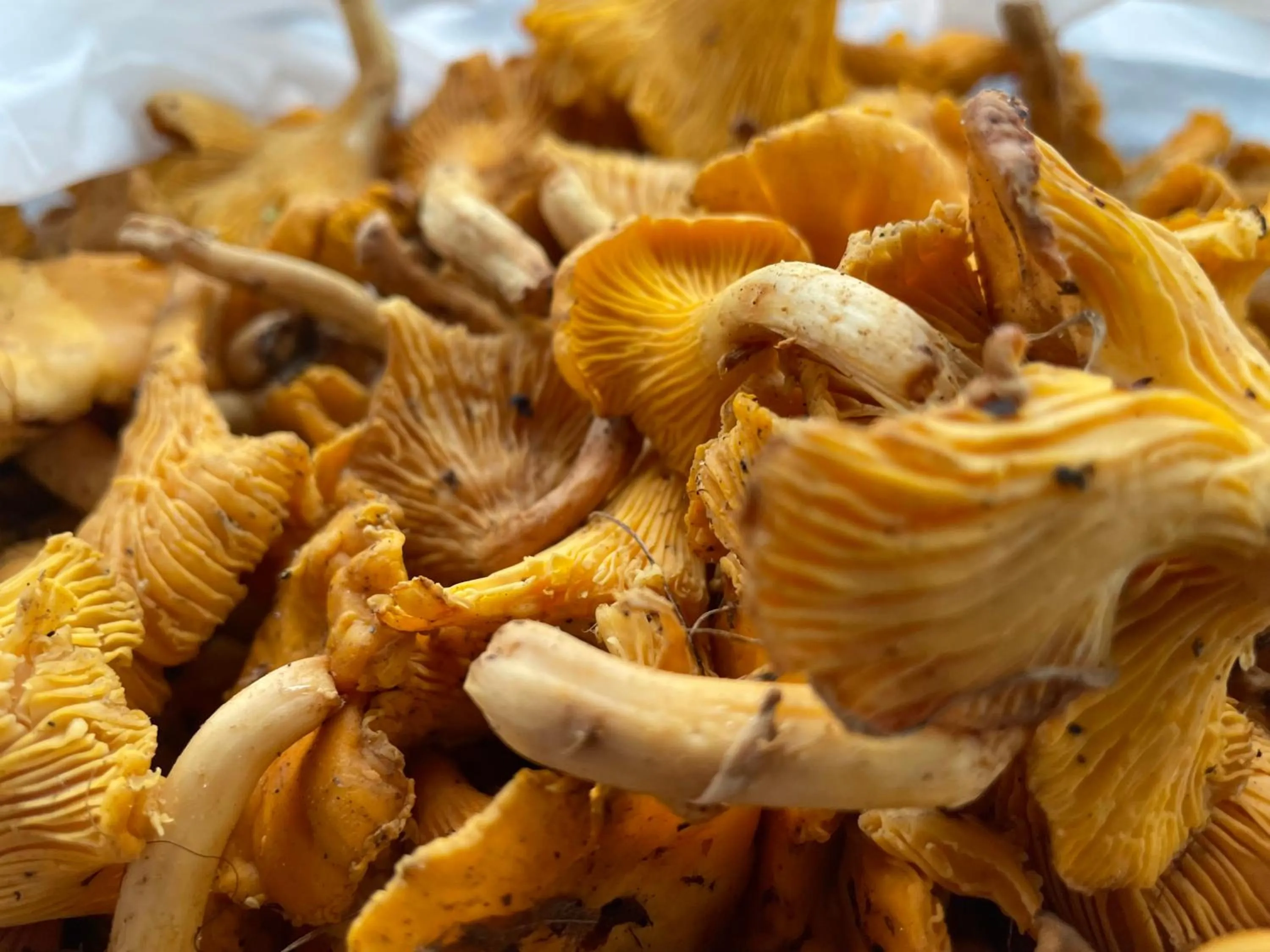 Lindenhof ChezArtistes