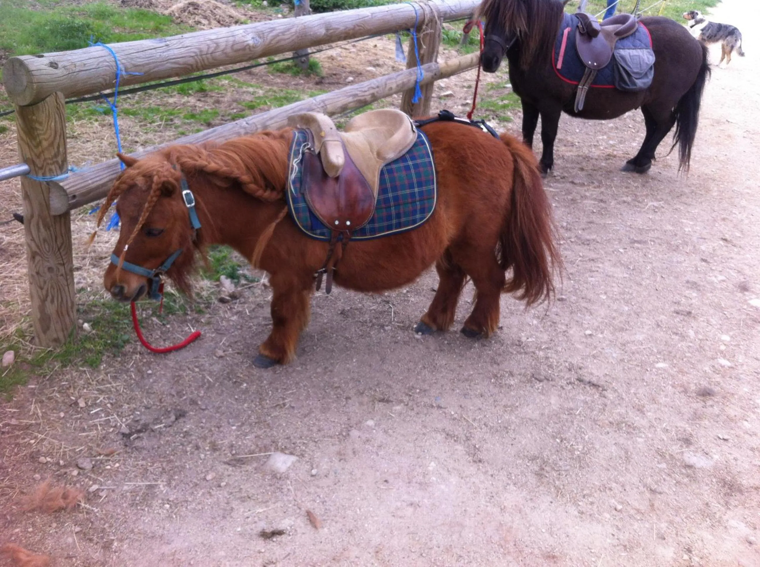 Horse-riding in Les Chalets de la MARGERIDE