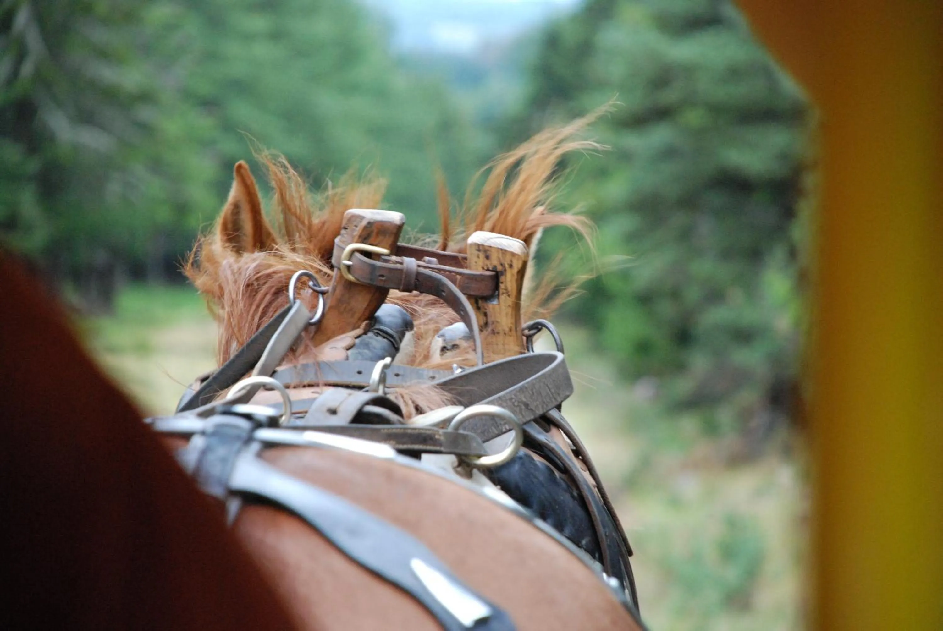 Horse-riding in Les Chalets de la MARGERIDE
