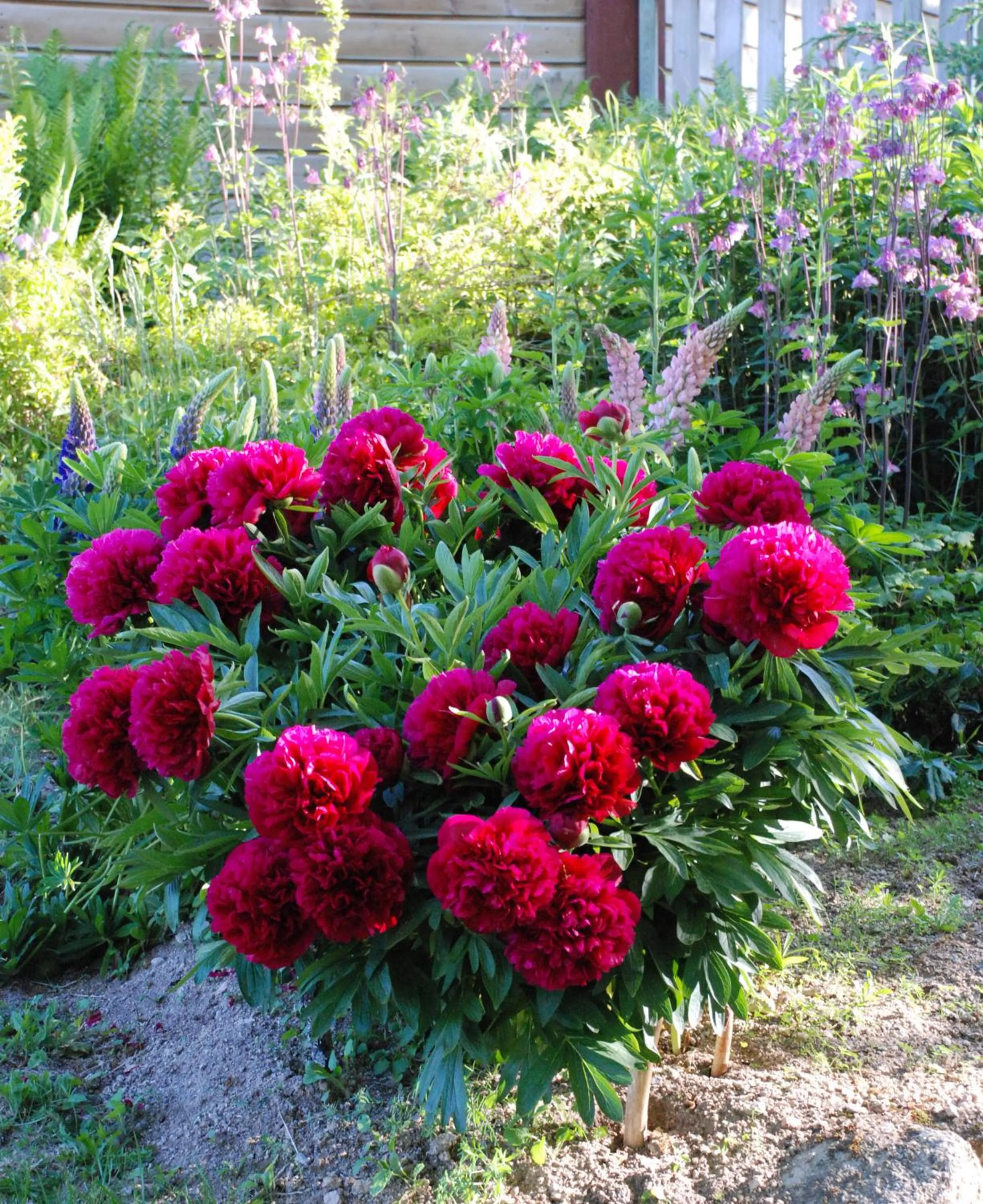 Garden in Les Chalets de la MARGERIDE