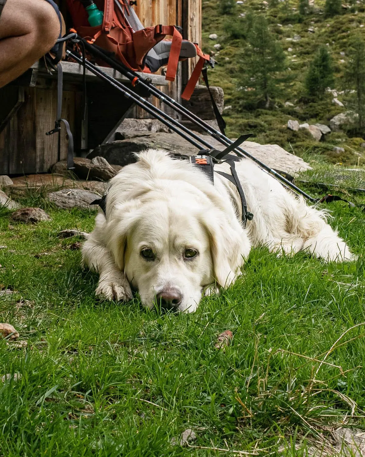 Pets in Alpine Collection Wildschönau