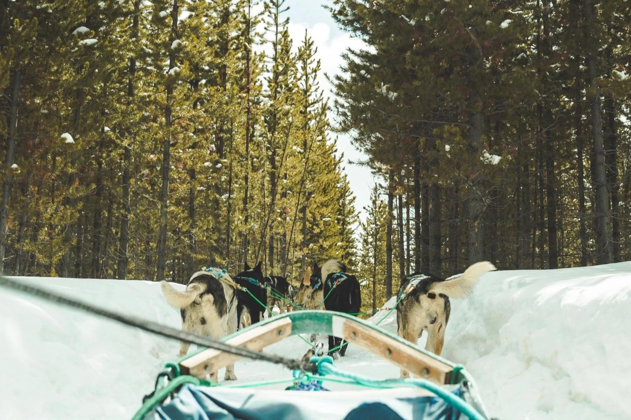 Nearby landmark in Staybridge Suites - Dawson Creek by IHG