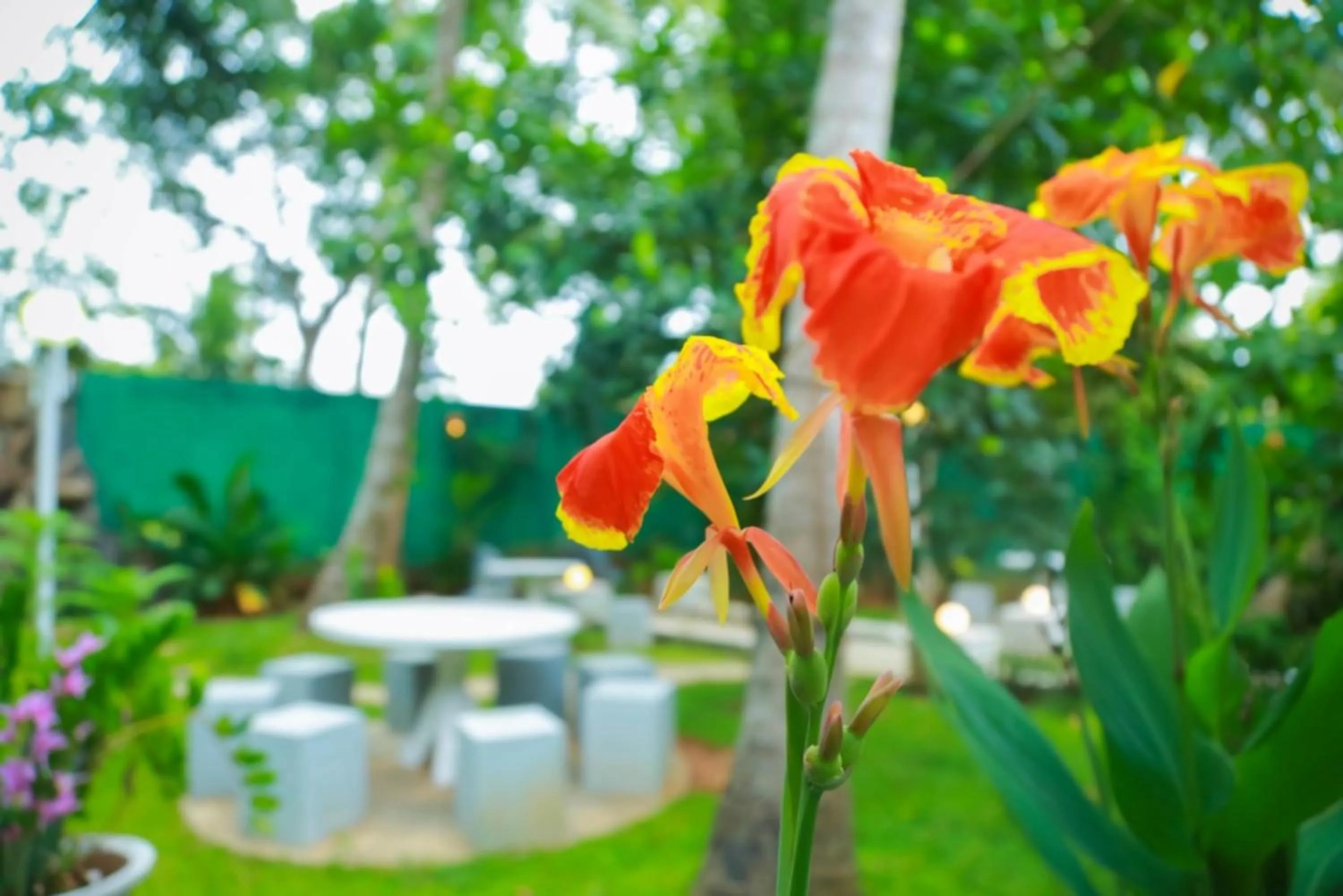 Garden in Hotel MOONSTONE