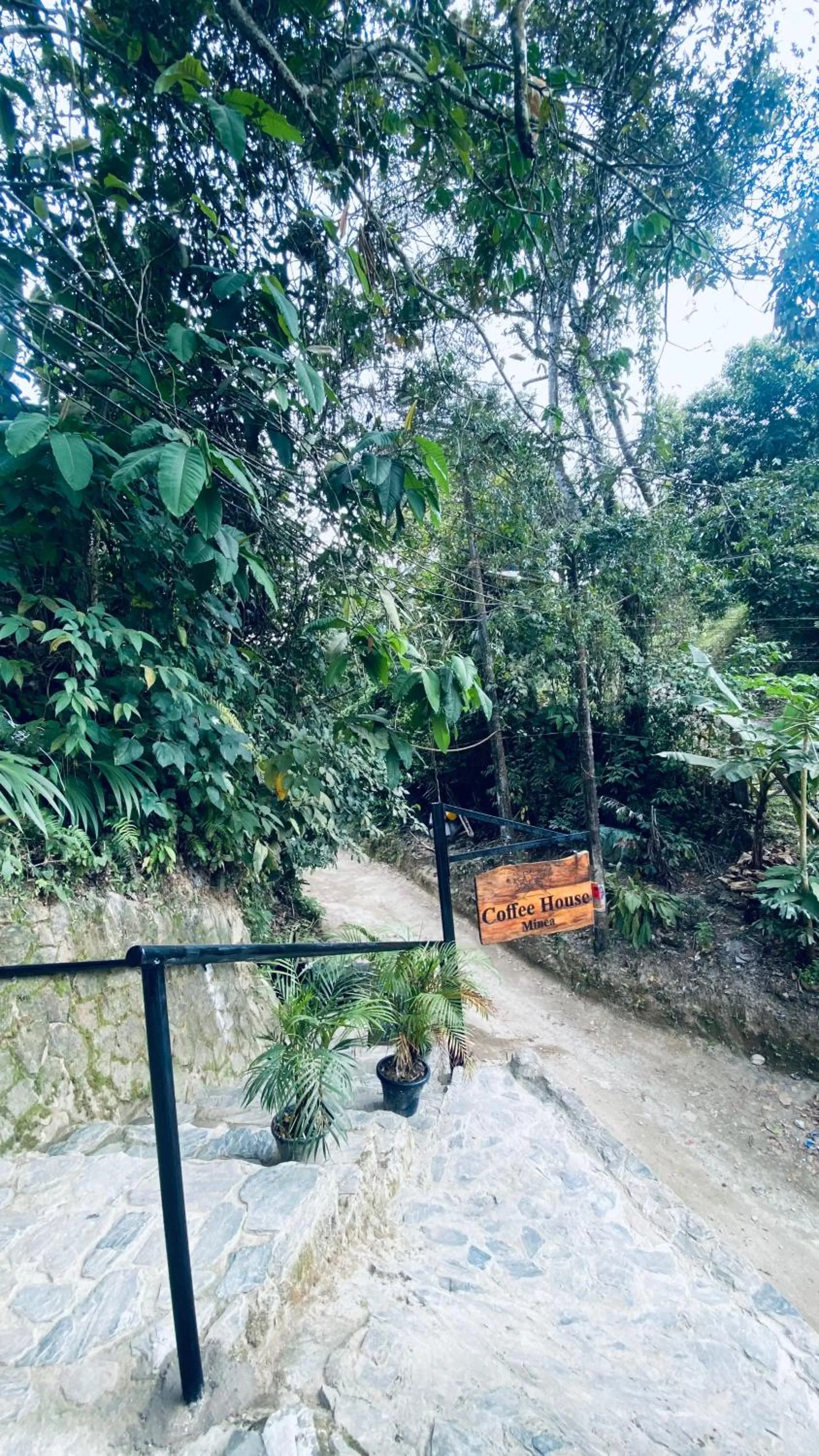 Spring in Coffee House Minca