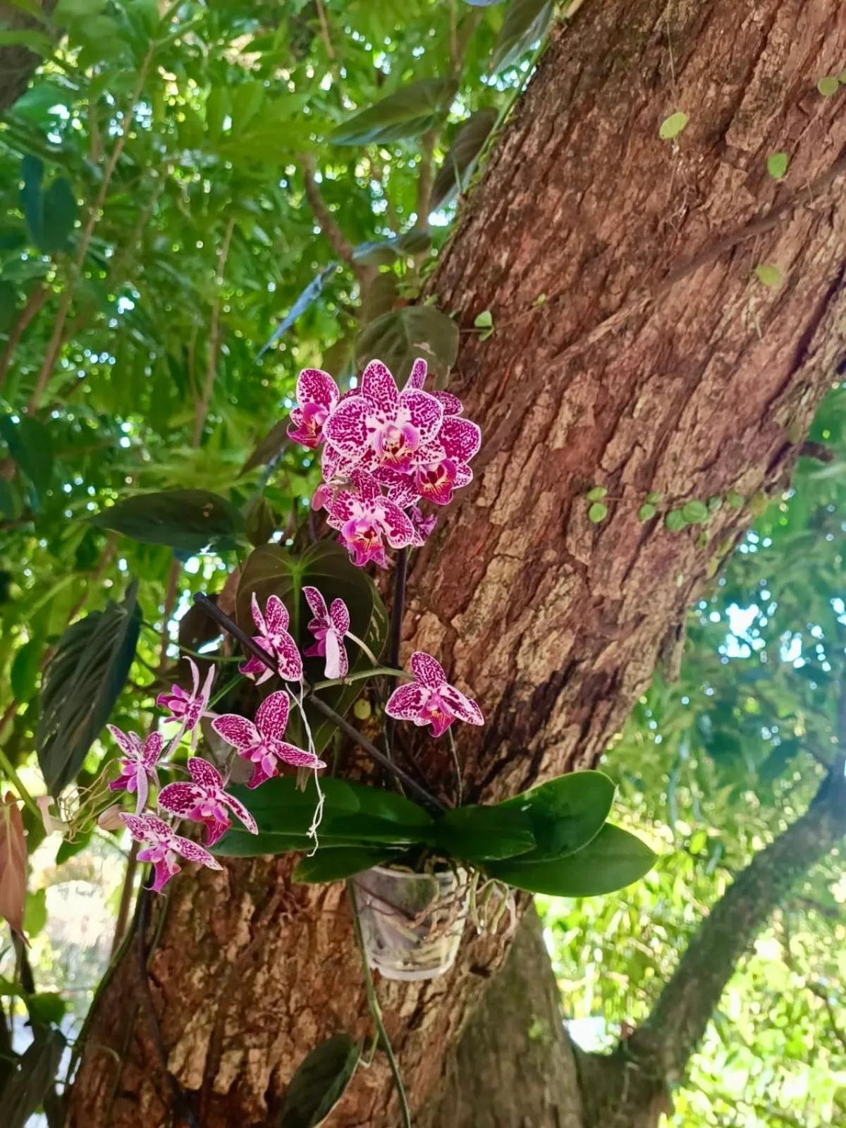 Spring in Coffee House Minca