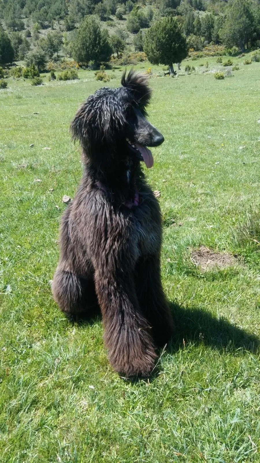 Pets in Aljama Burgos