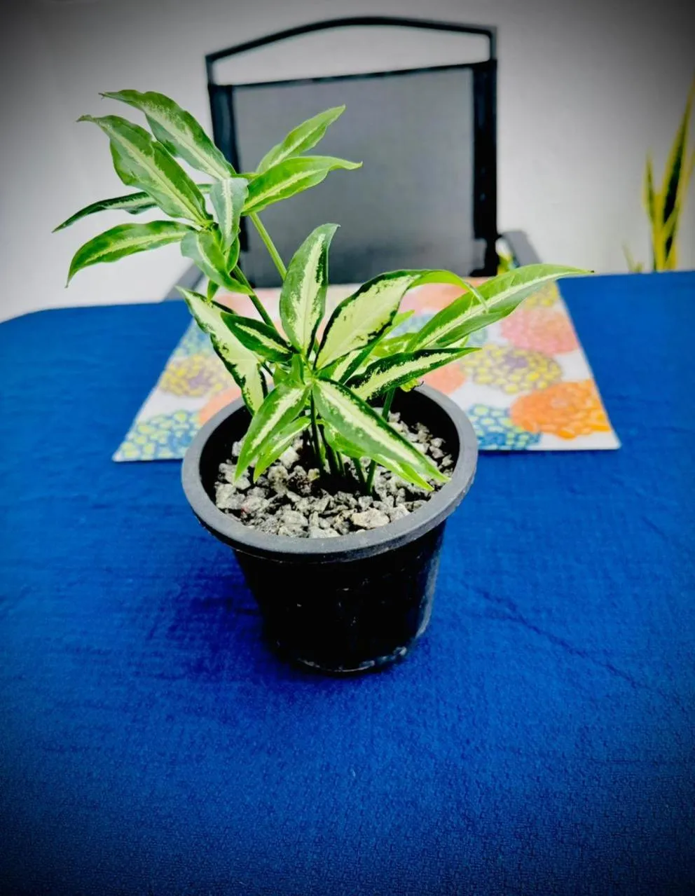 Balcony/Terrace in Sea Breeze Guest House Negombo