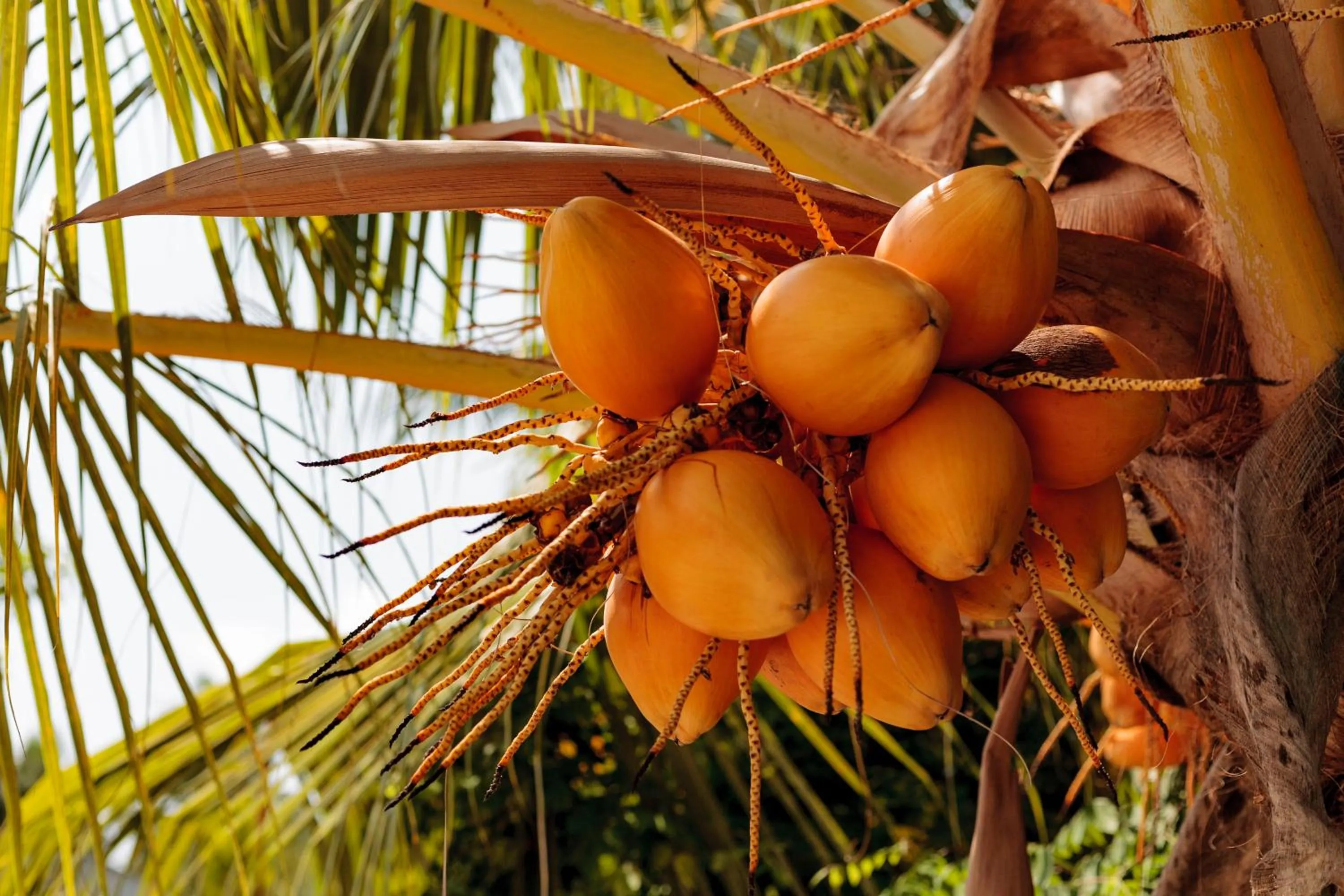 Natural landscape in Dhonfulhafi Beach View