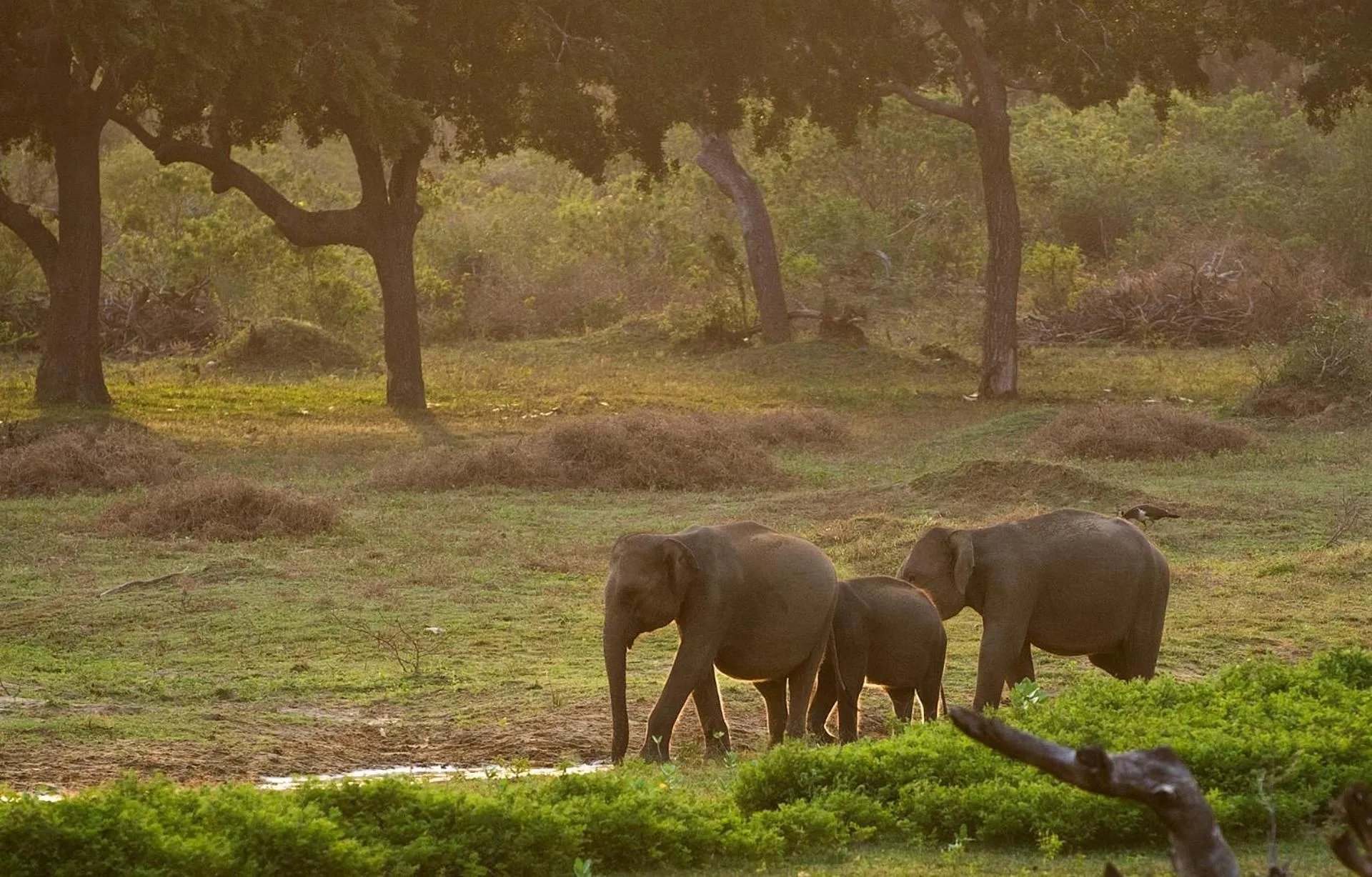 Nearby landmark in Ceylonta Beach Resort and Spa