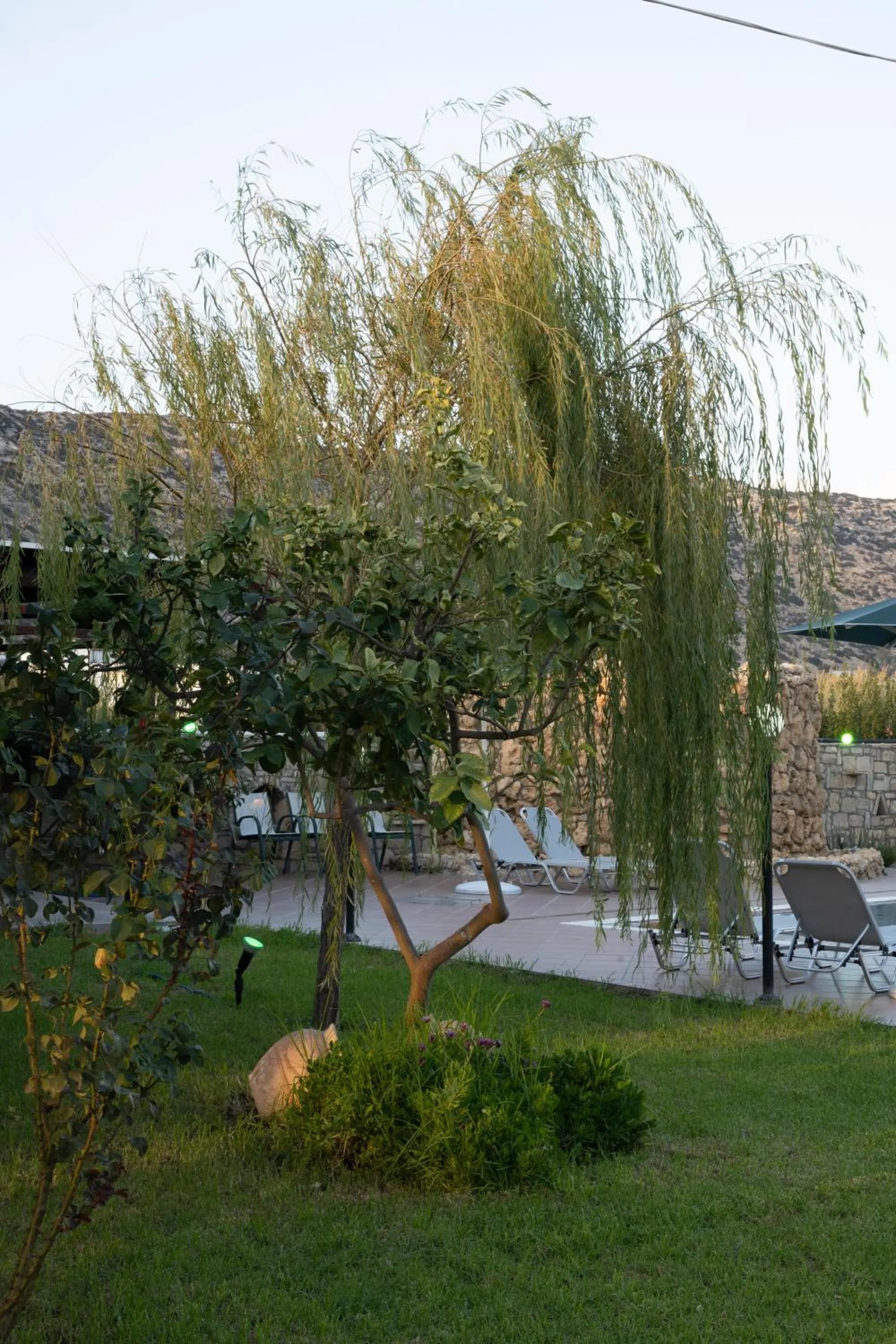 Garden in Dimitris Villa Hotel
