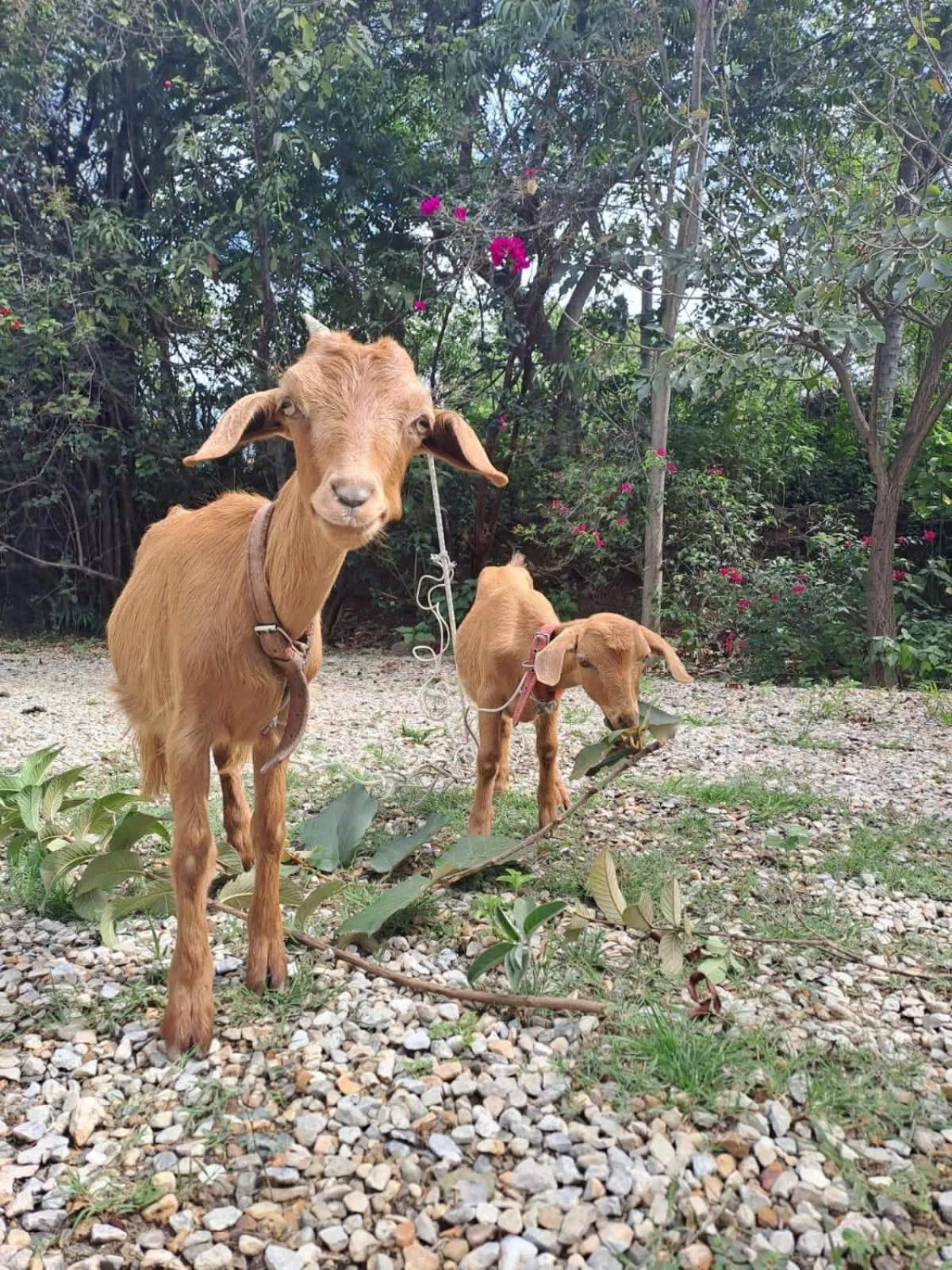 Pets in Huayápam Yù'ú Lodge
