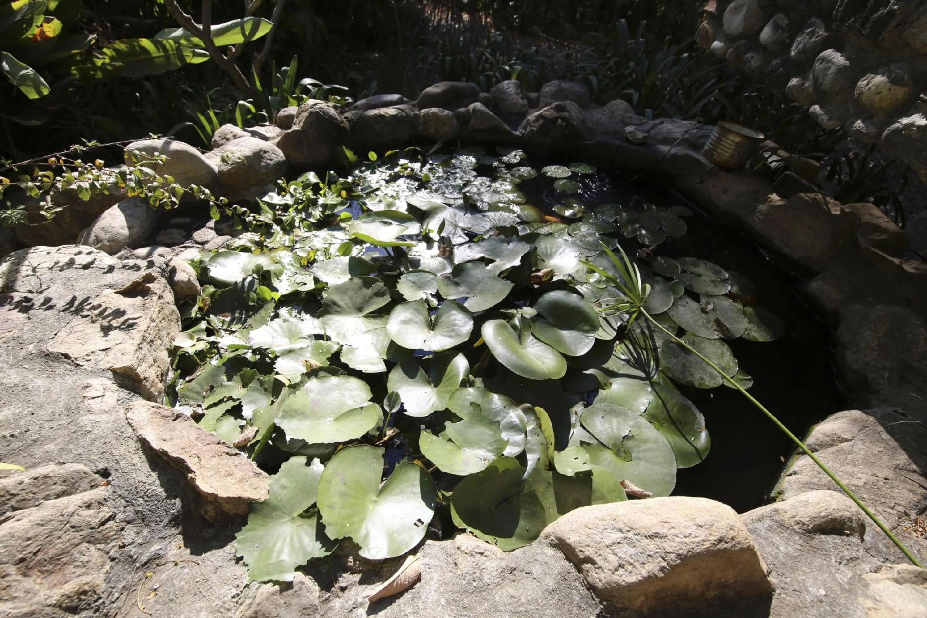 Garden in Huayápam Yù'ú Lodge