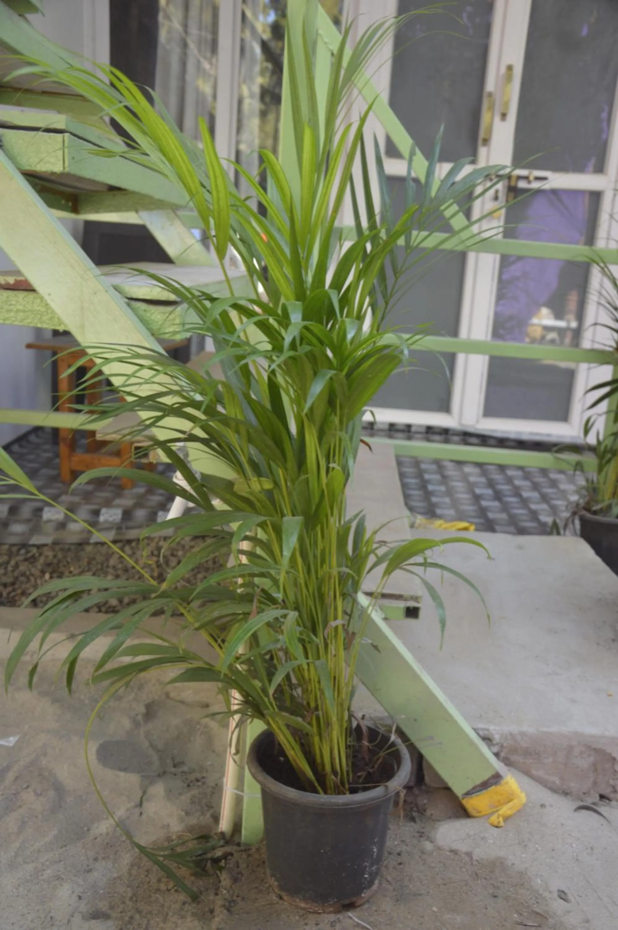 Garden in SUNBATH beach EXOTICA