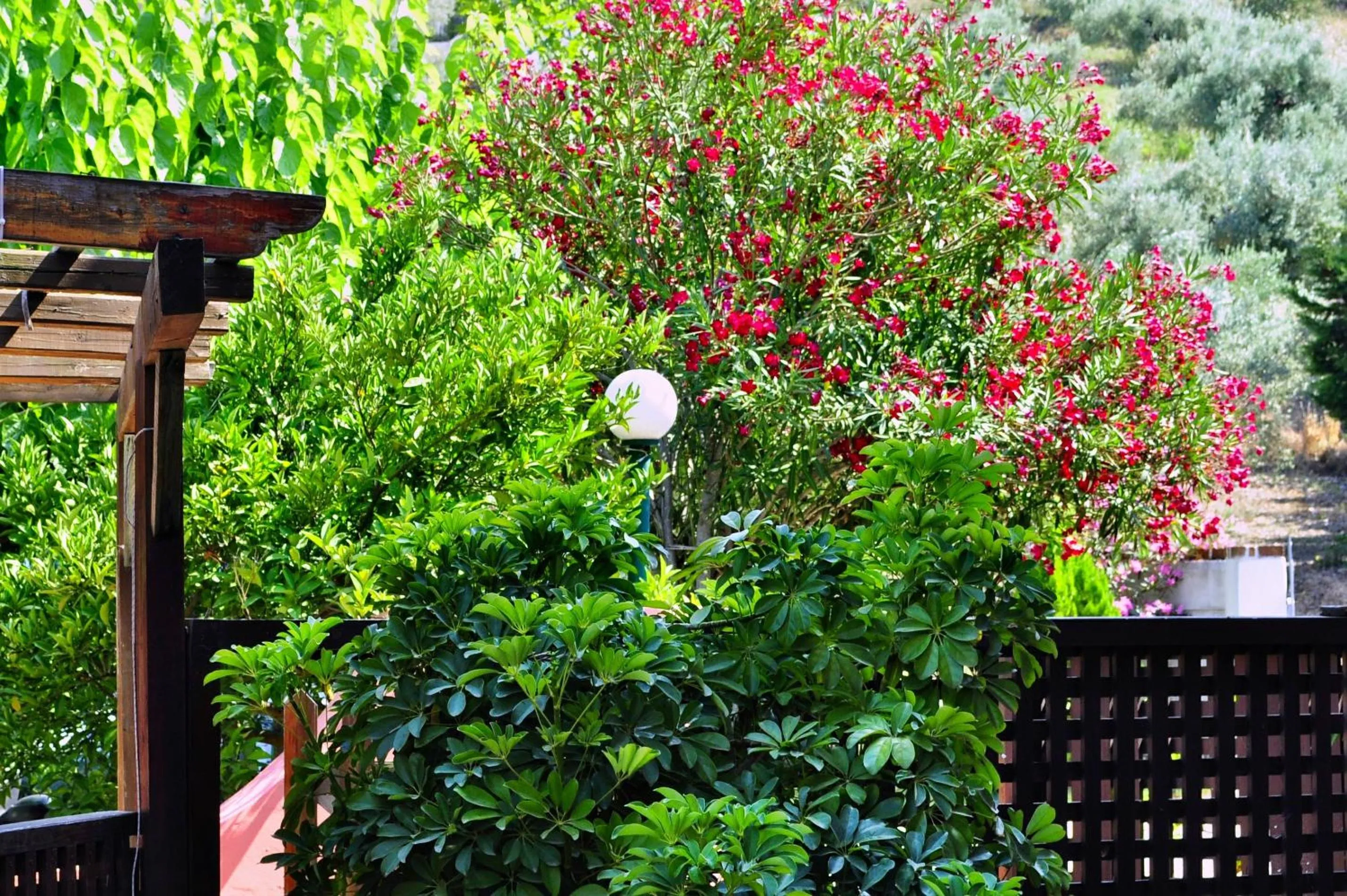 Garden in Ilios Studios