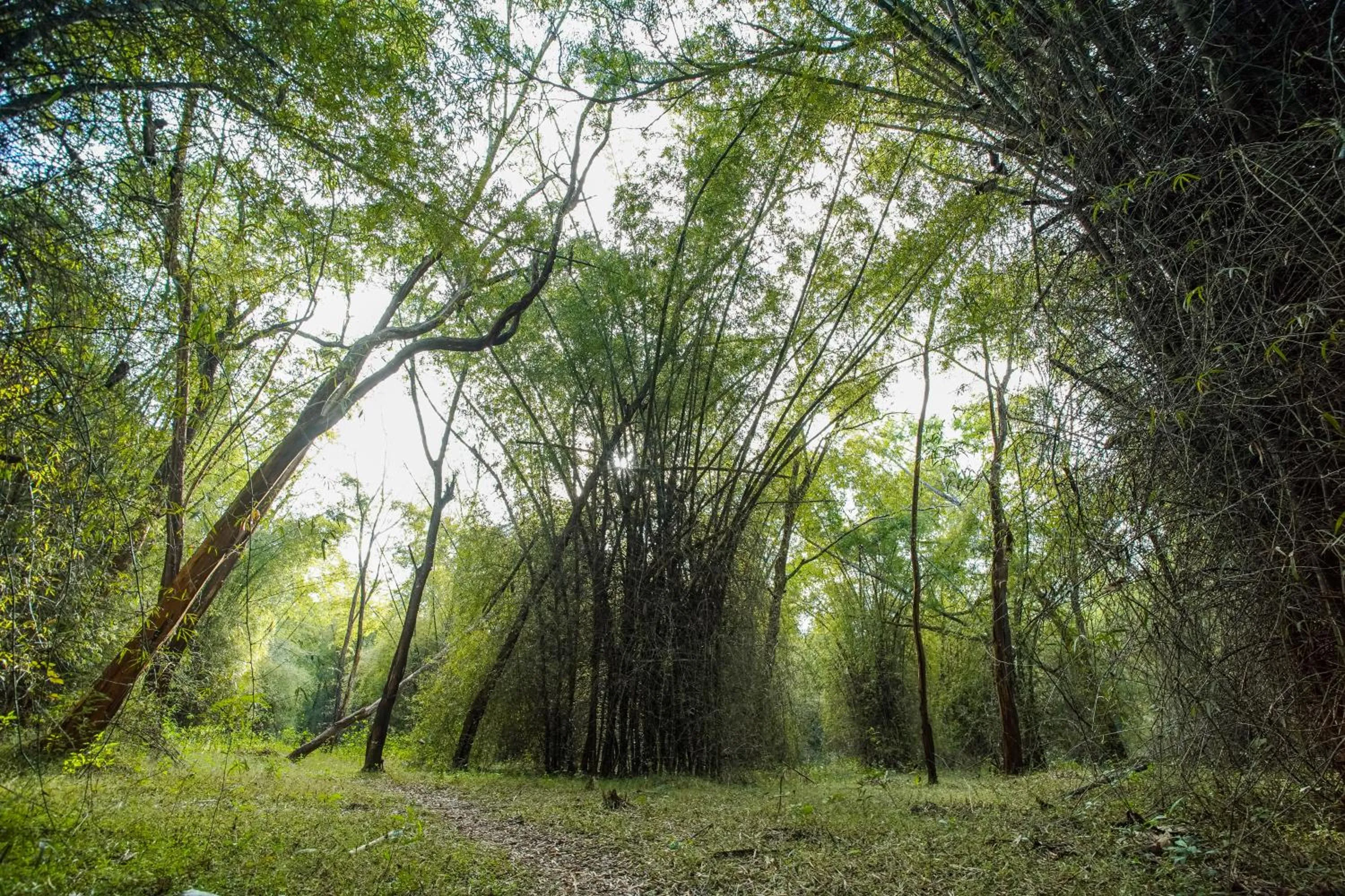 Natural landscape in Crystal Kuruva Nature Resort & Spa