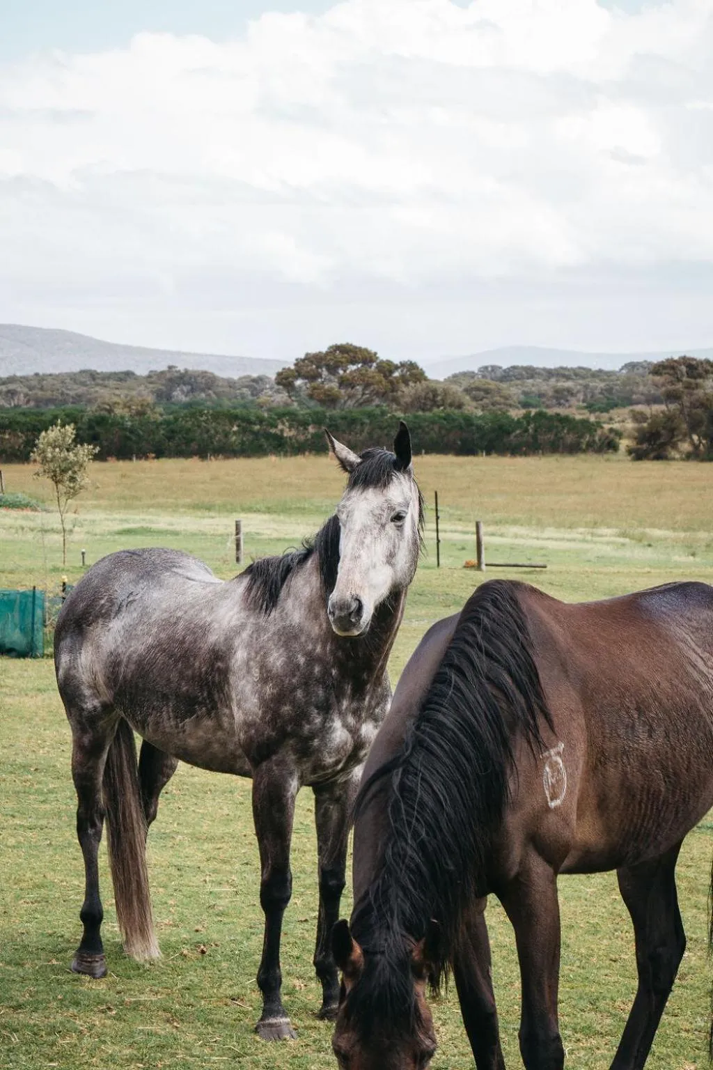 Animals in Majuba Country Lodge