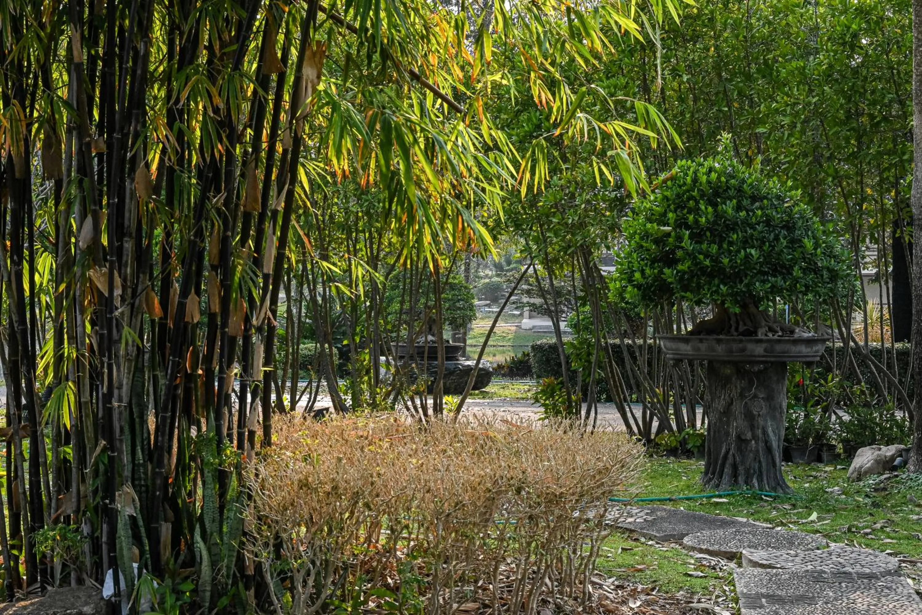 View (from property/room) in Suanphung Bonsai Village