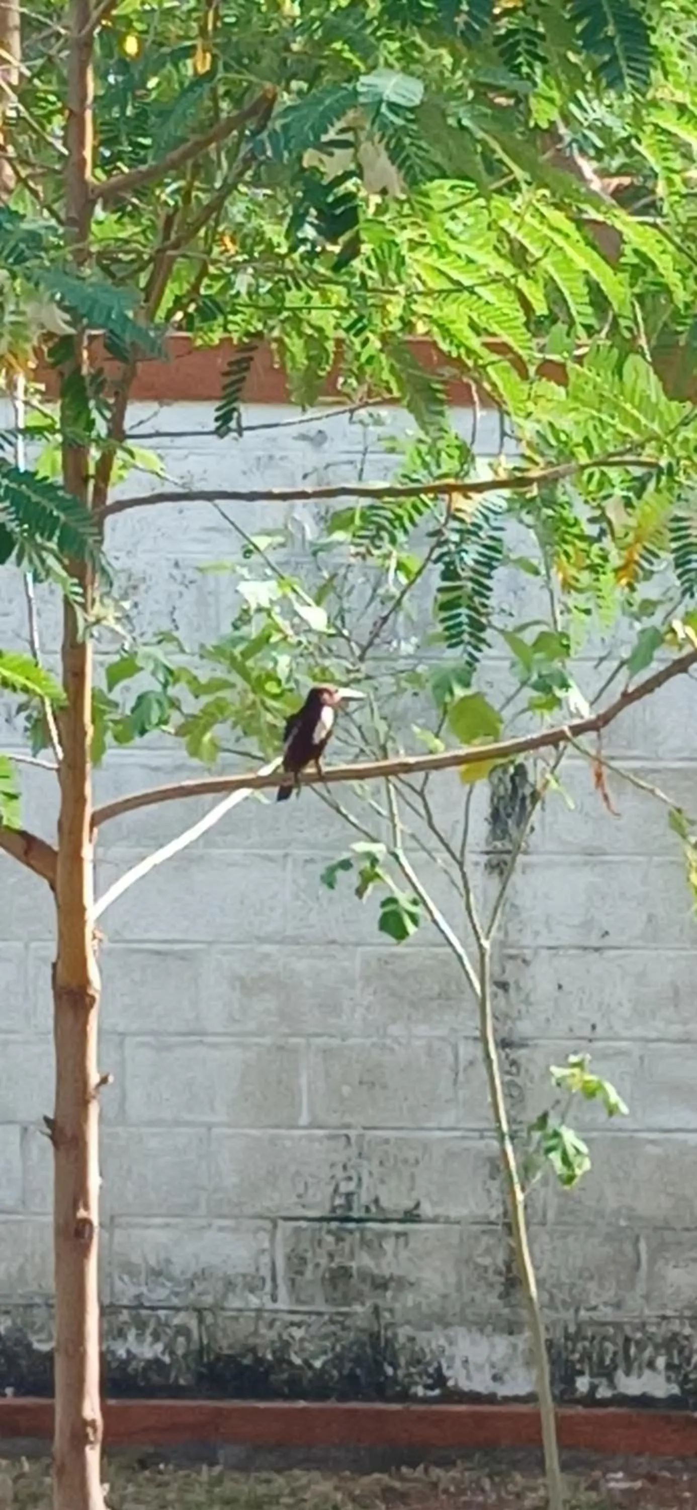 bidet in Tepraas Sigiriya