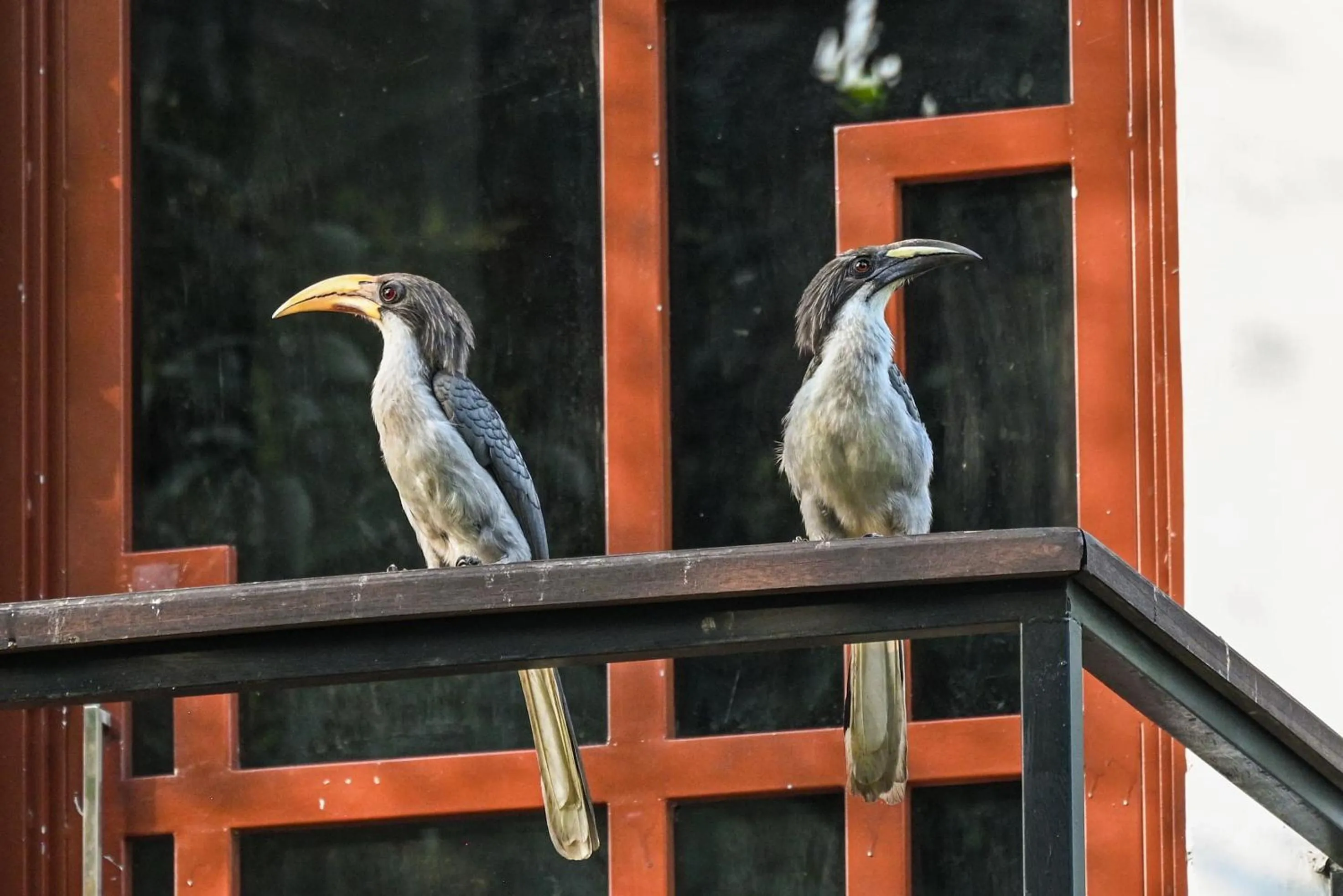 Bird's eye view in Tepraas Sigiriya