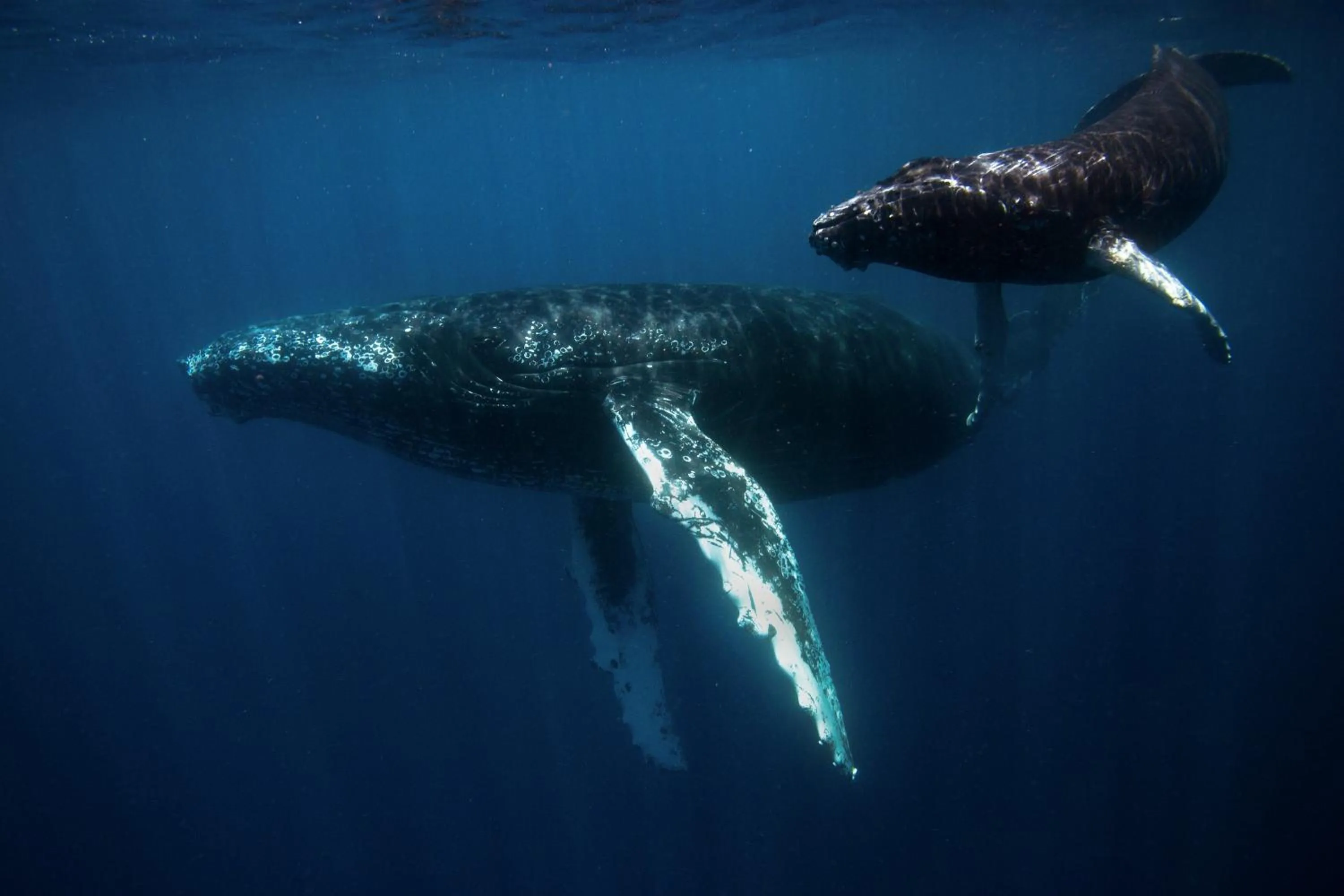 Diving in Corcovado Wilderness Lodge by SCP