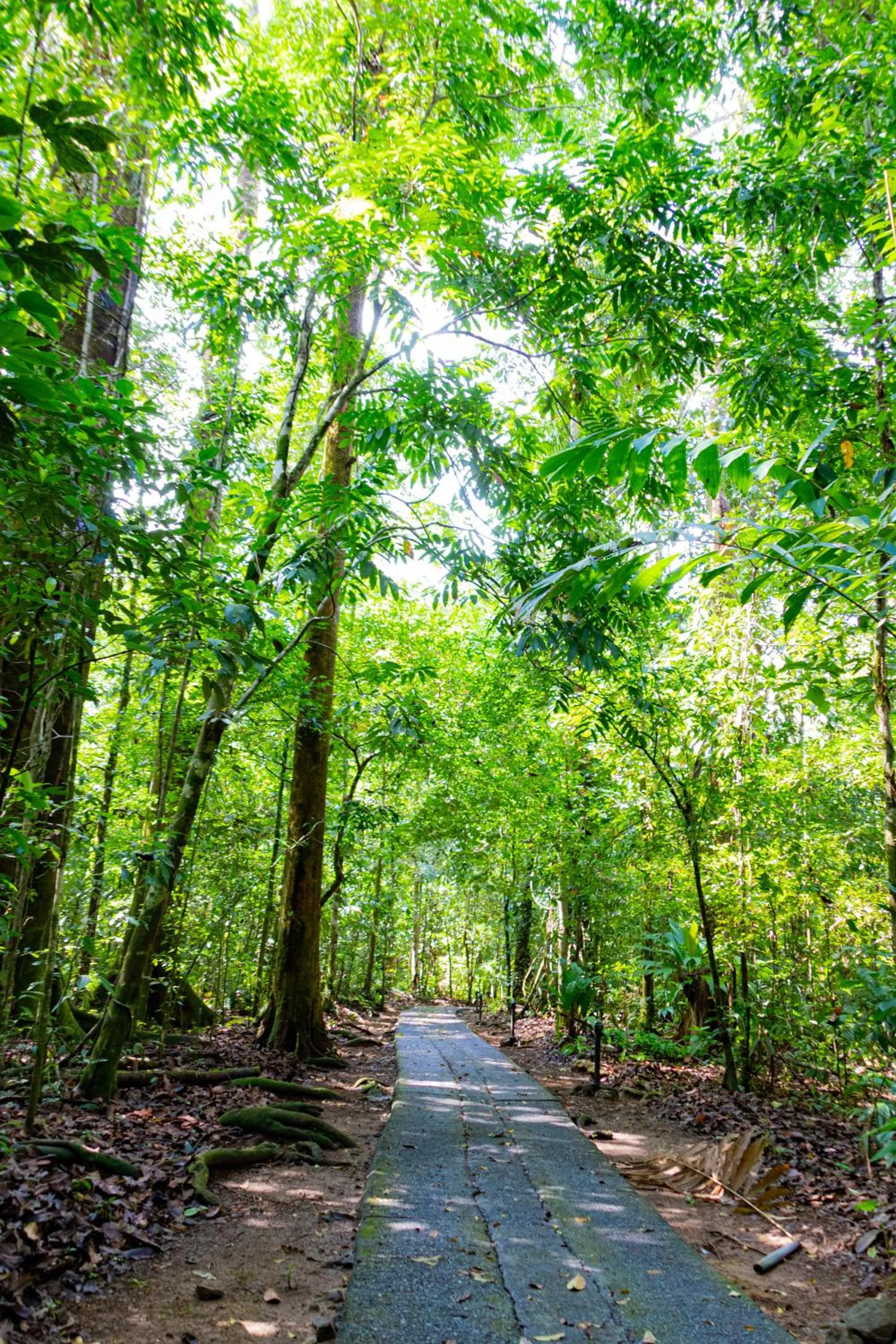 View (from property/room) in Corcovado Wilderness Lodge by SCP