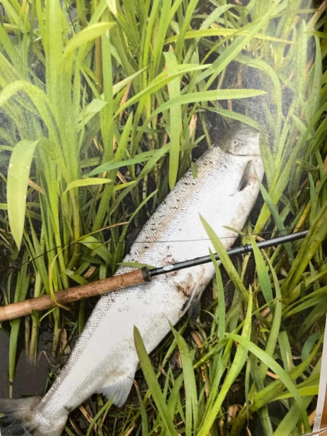 Fishing in Skjernaa-ferie/ Andersen Invest