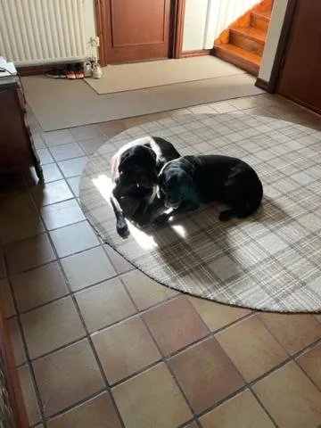 Animals in Ankis Bed and Brekfast, Vimmerby