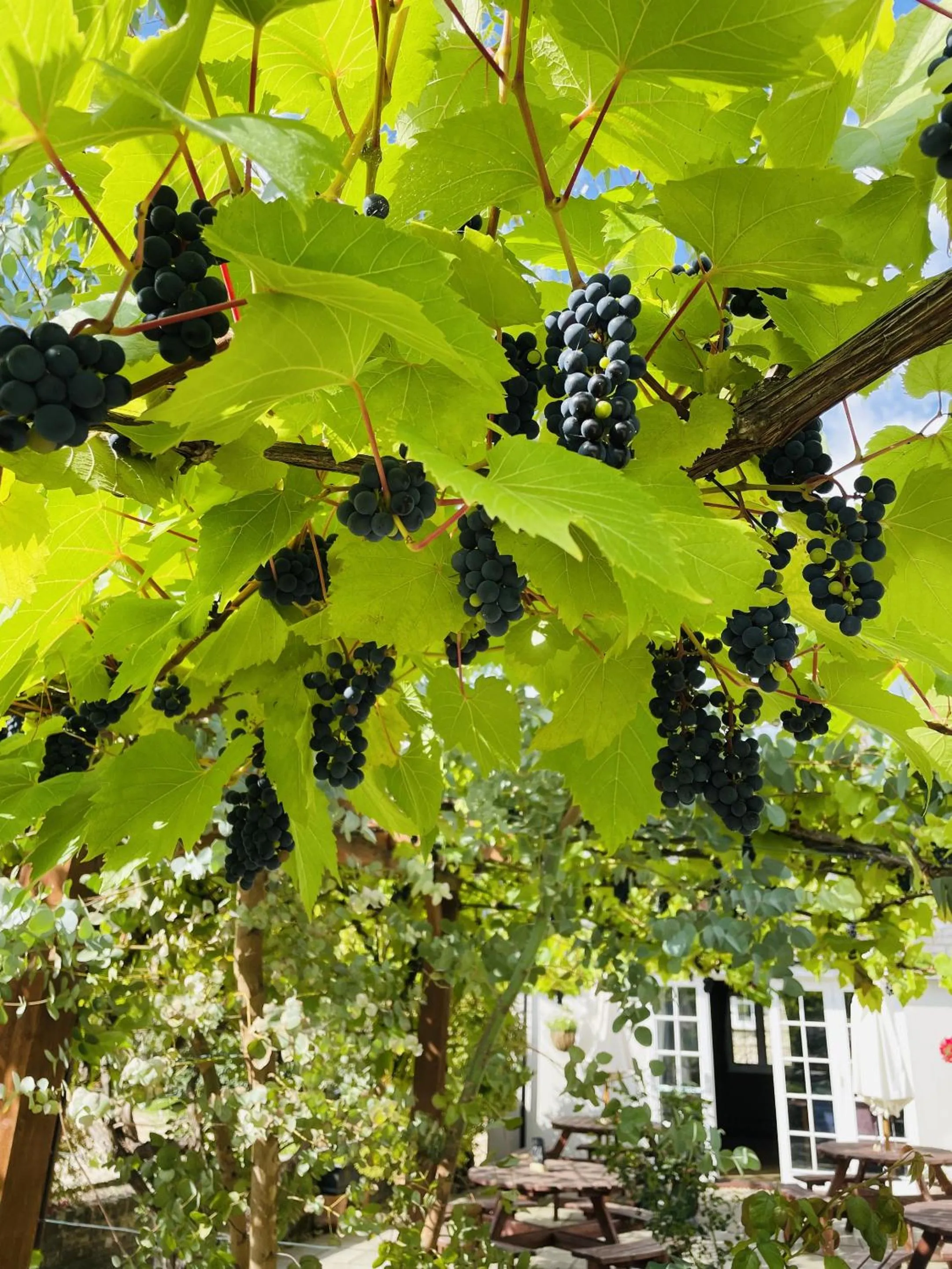 Garden in The Greyhound Inn