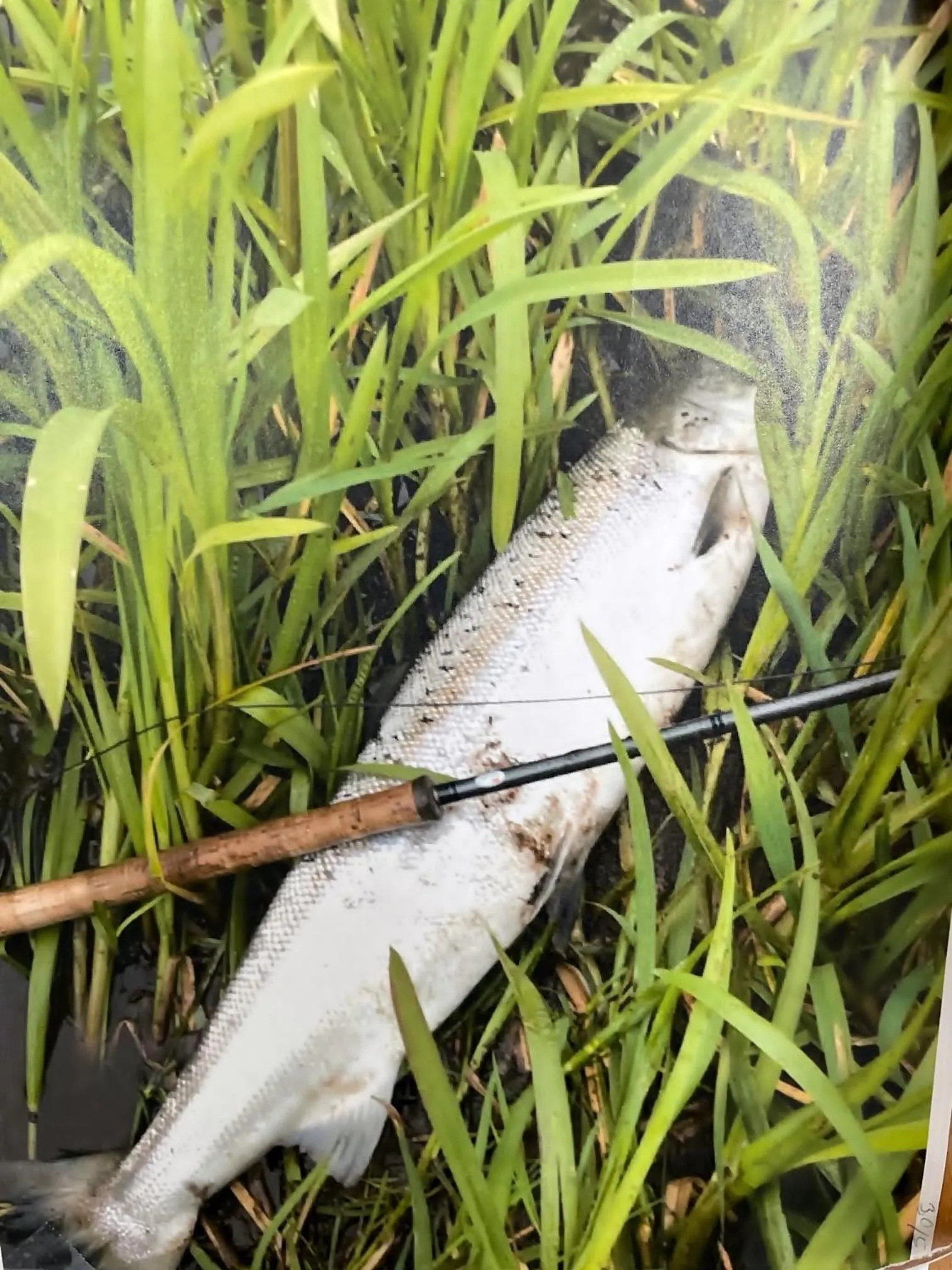 Fishing in rooms for rent Andersen Invest