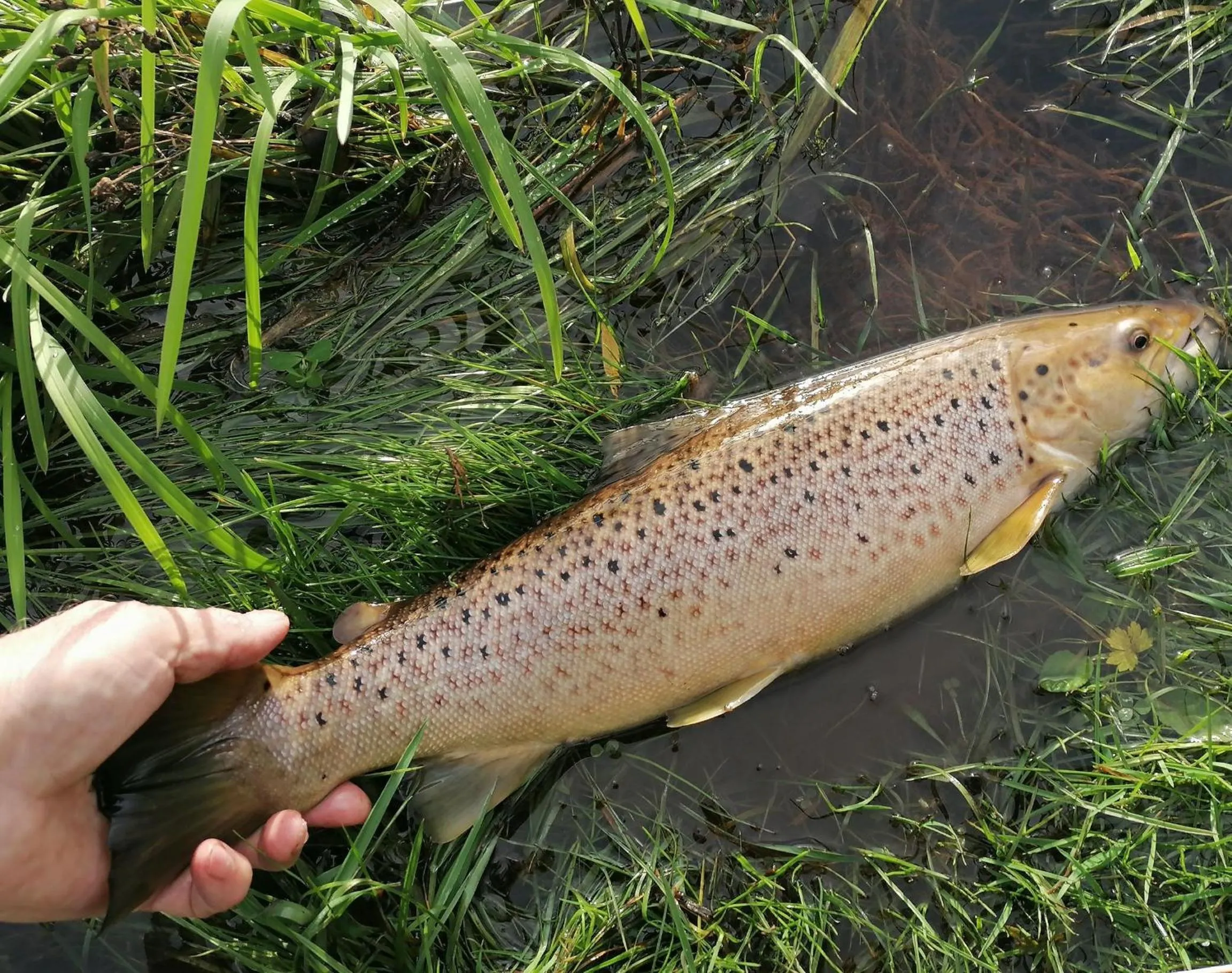 Fishing in rooms for rent Andersen Invest