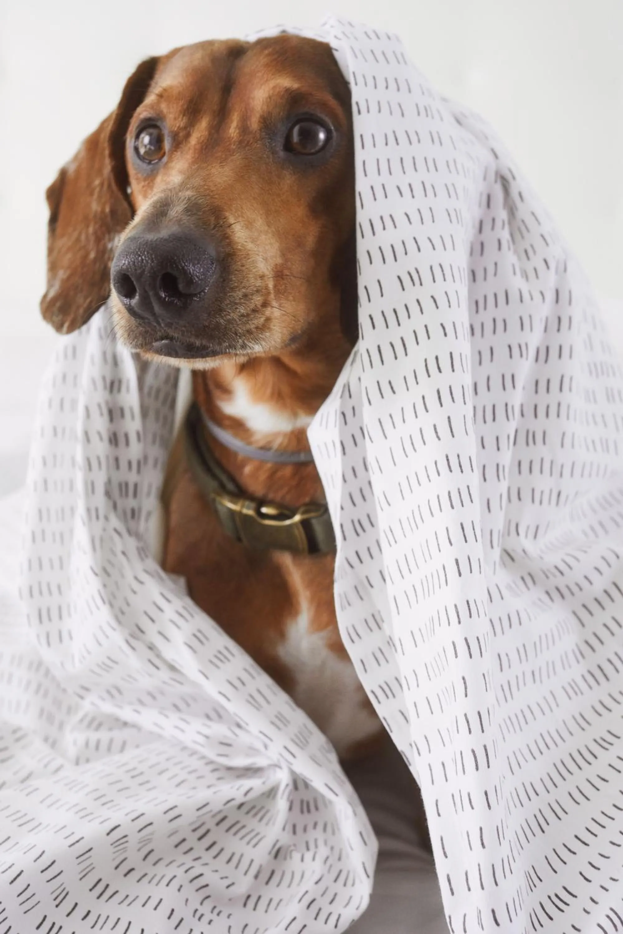 Pets in Mistral St. Julian’s Affiliated by Meliá