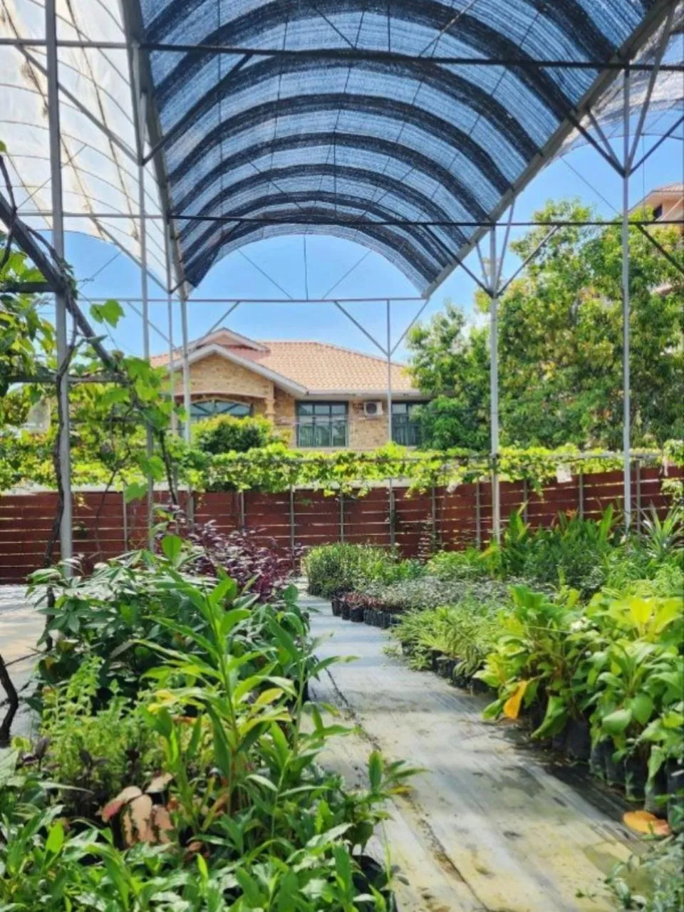 Garden view in Grapevine Garden