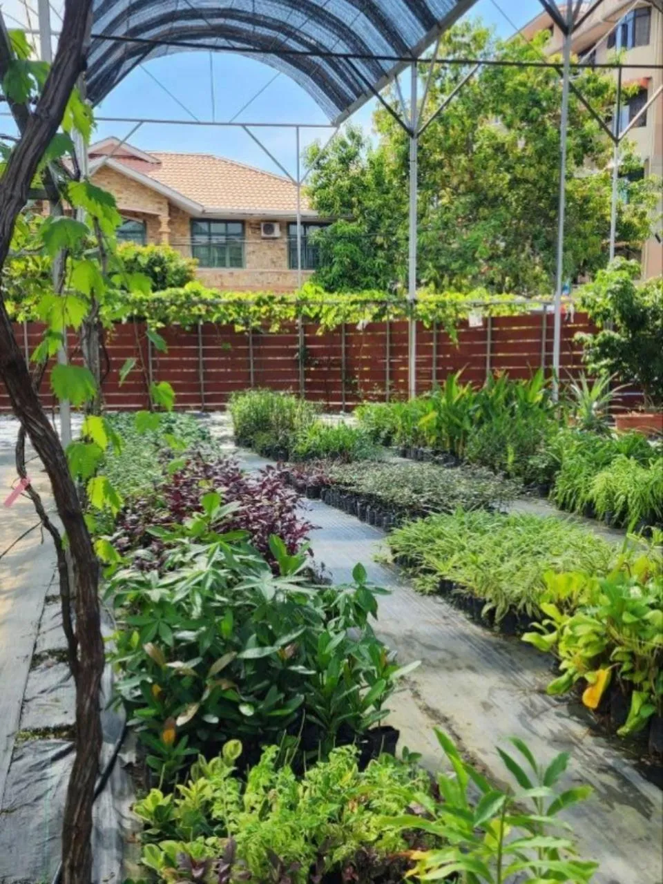 Garden view in Grapevine Garden