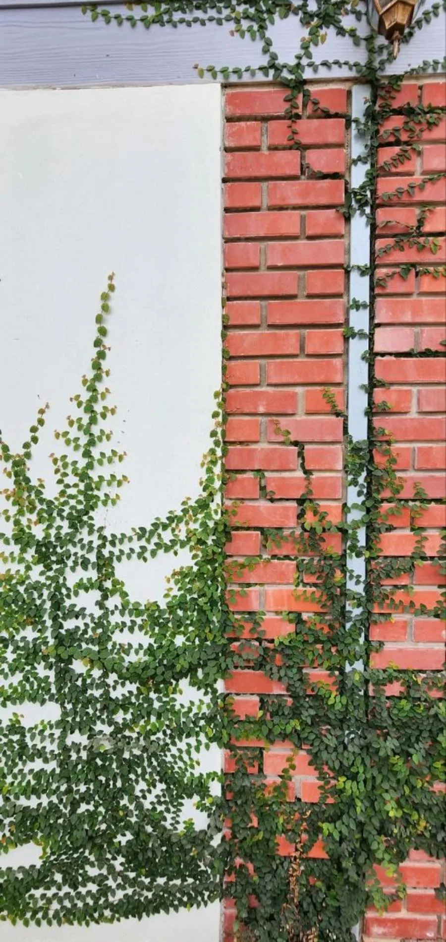 View (from property/room) in Grapevine Garden