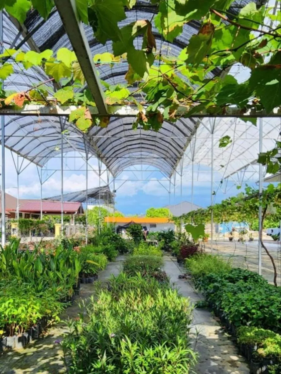 Garden view in Grapevine Garden