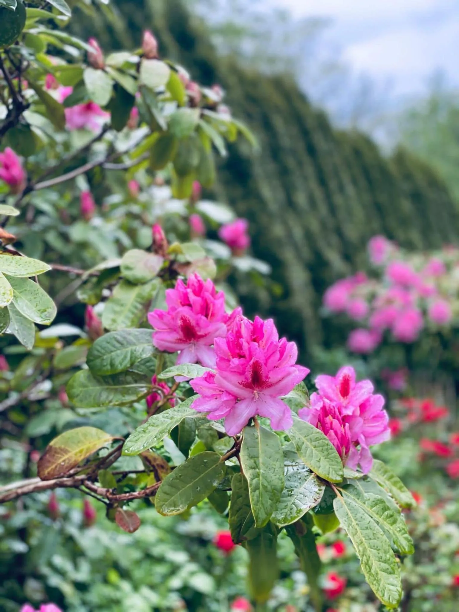 Garden in Engø Gård Hotel & Restaurant