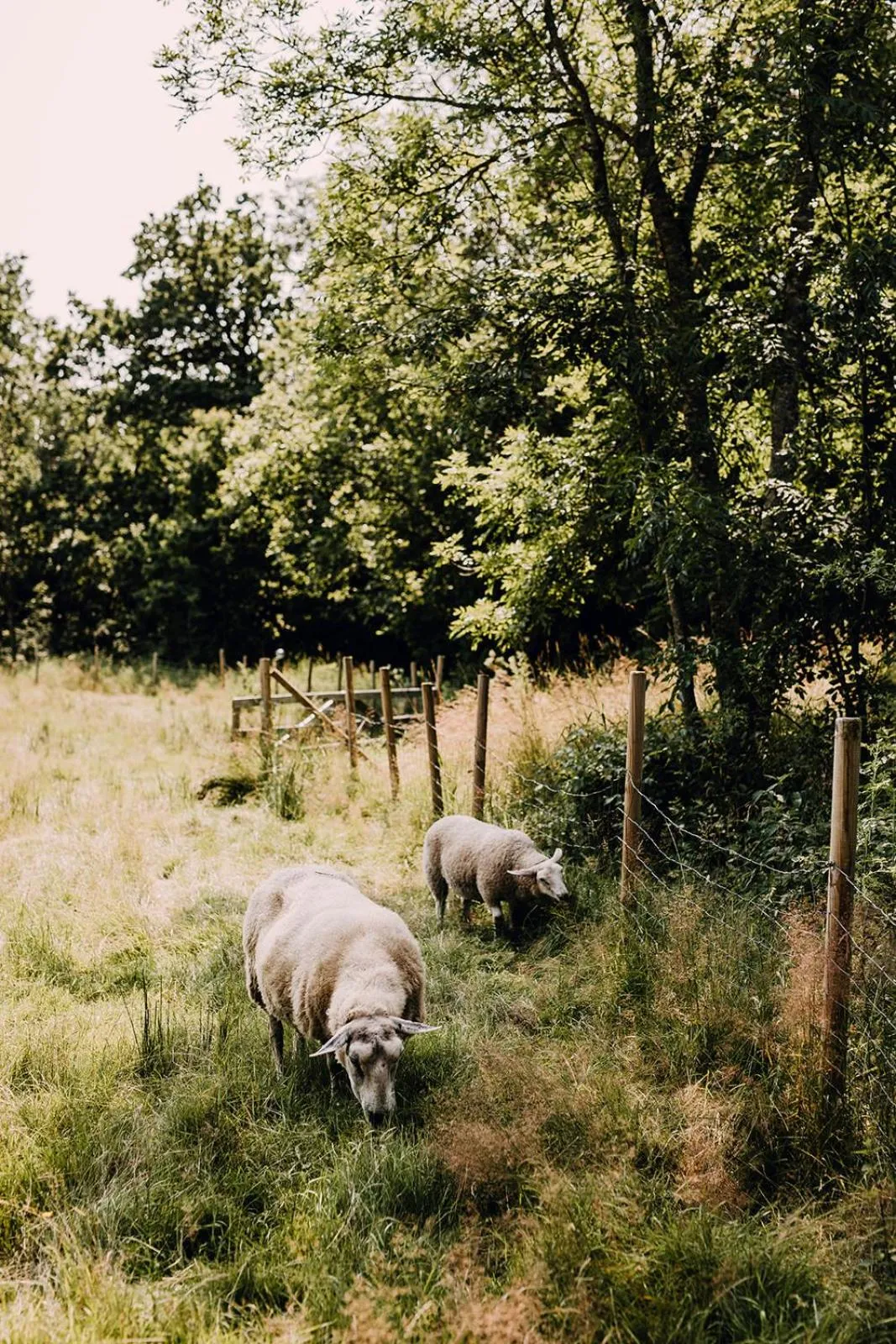 Garden in Engø Gård Hotel & Restaurant