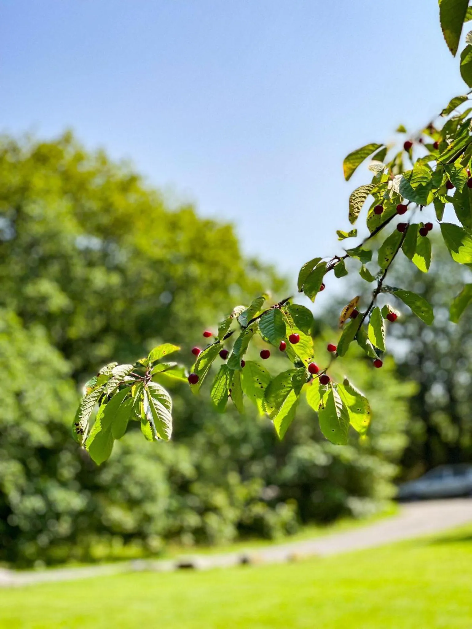 Garden in Engø Gård Hotel & Restaurant