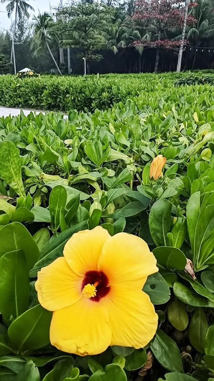 Natural landscape in Anna Beach Phú Quốc