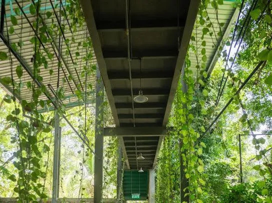 Natural landscape in Ceylon Kingsmen Garden - Katunayake Airport Transit Hotels