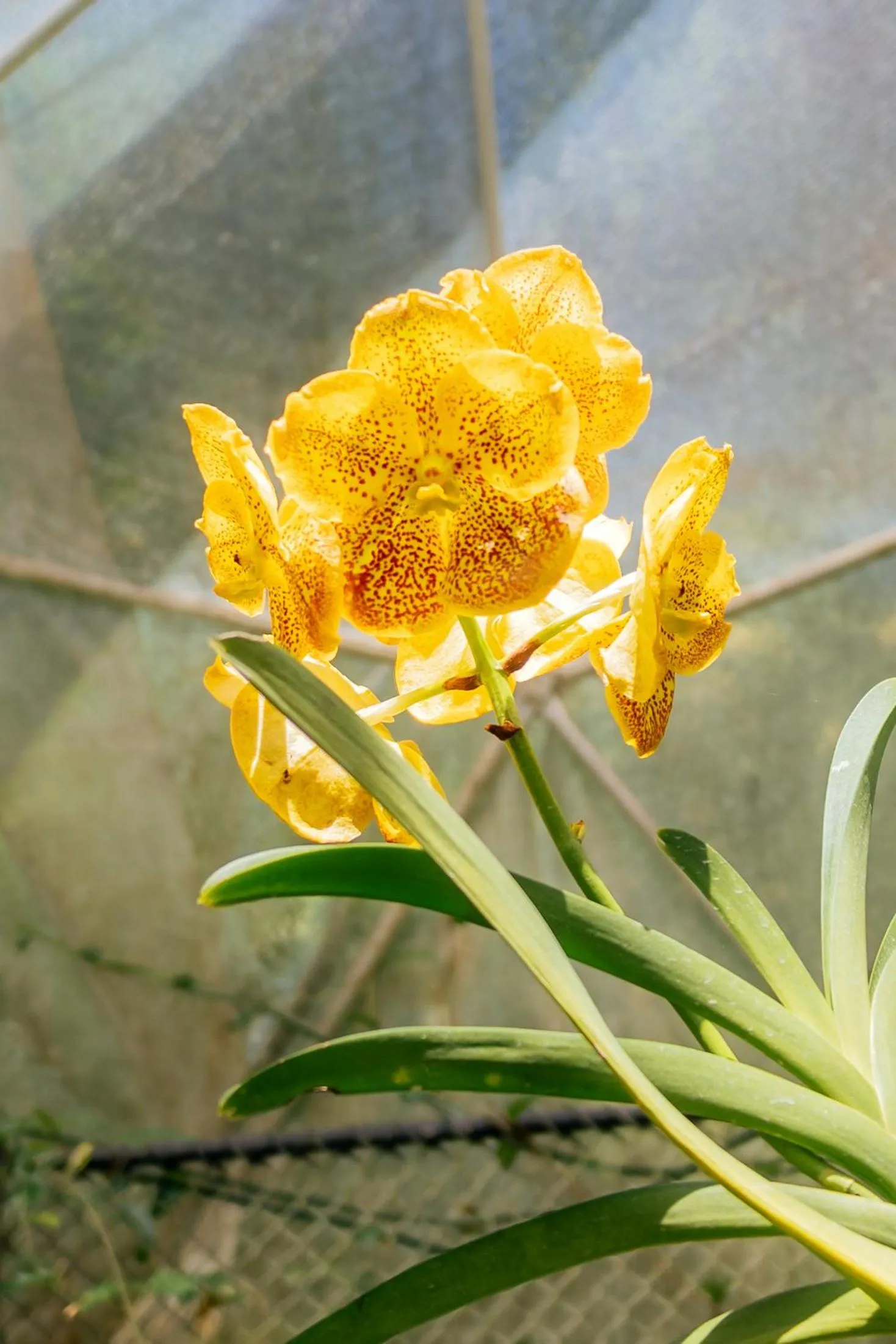 Garden in Ceylon Kingsmen Garden - Katunayake Airport Transit Hotels