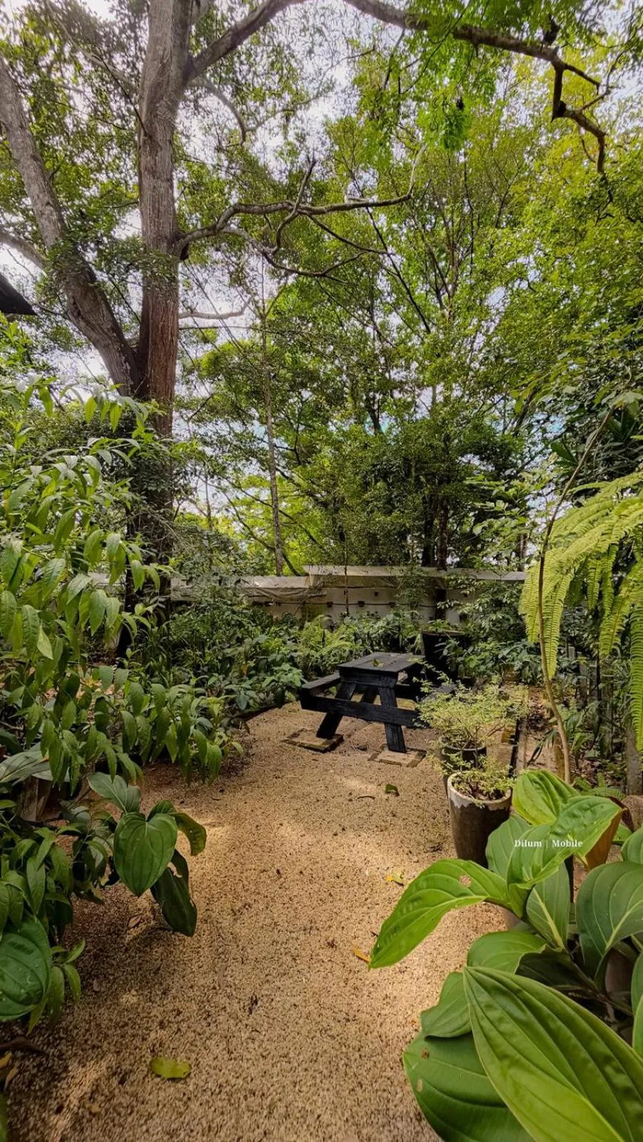 Natural landscape in Ceylon Kingsmen Garden - Katunayake Airport Transit Hotels