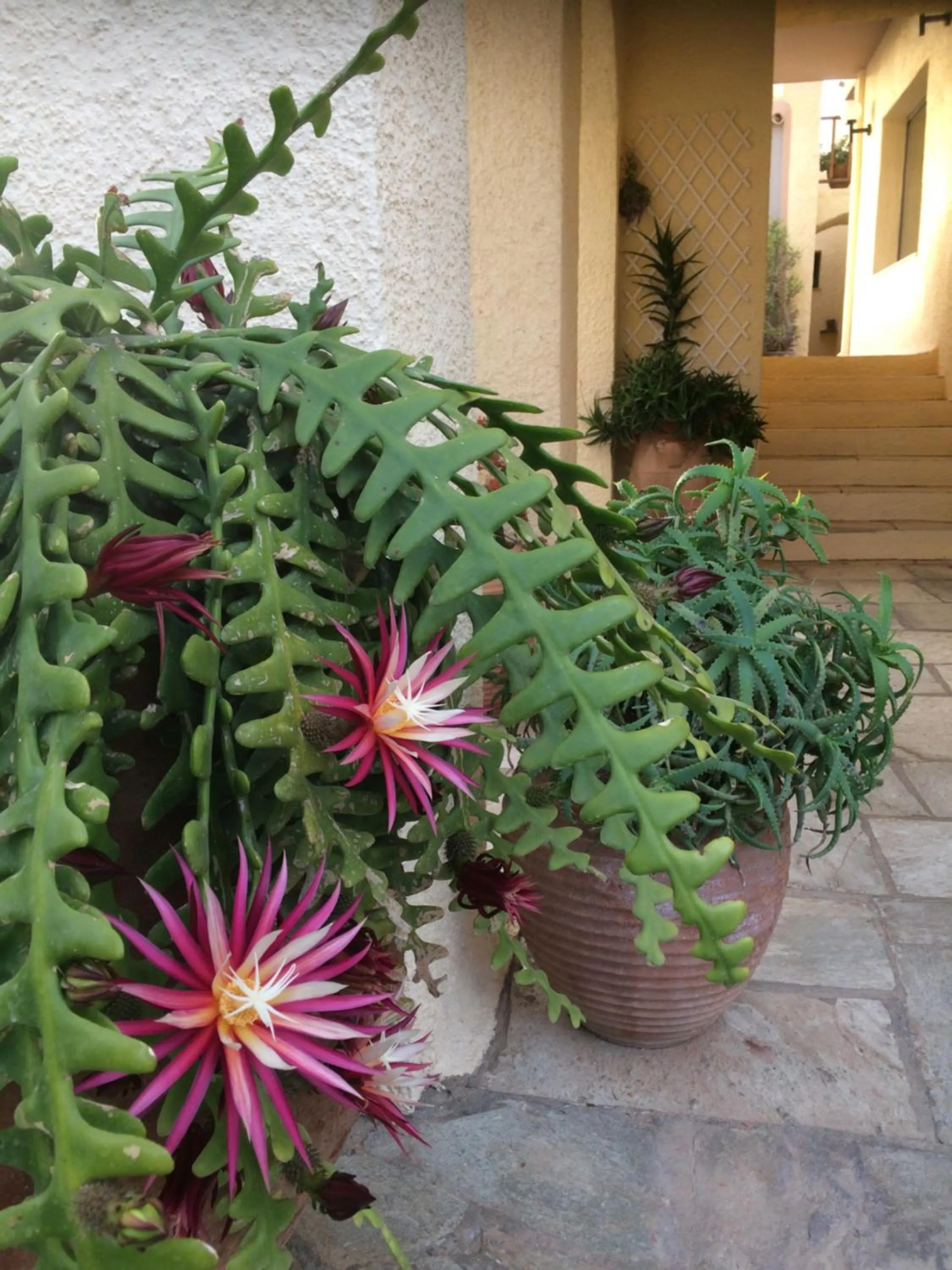 Facade/entrance in Porto Sisi Hotel Apartments