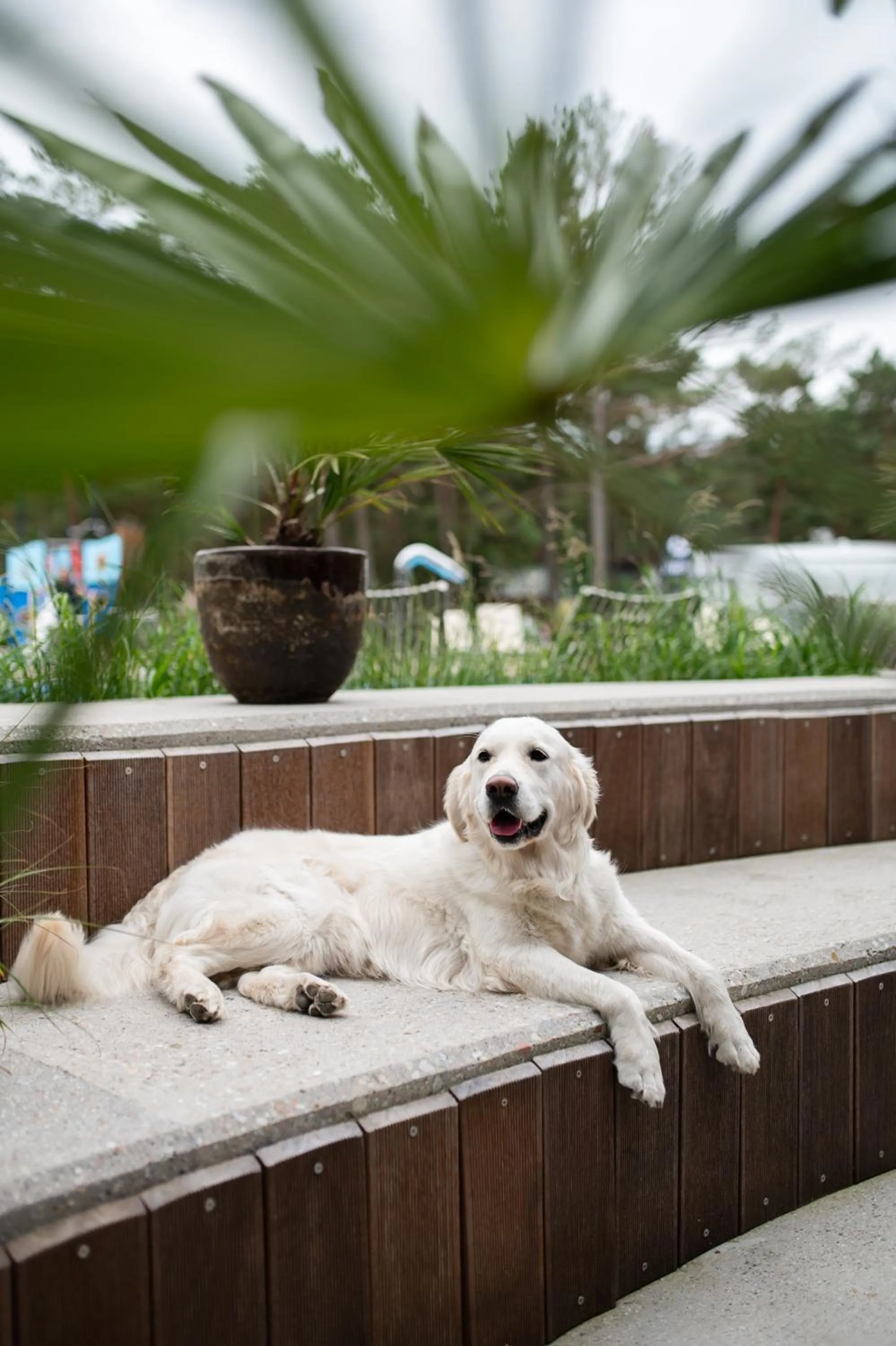 Animals in Hotel Linea Mare