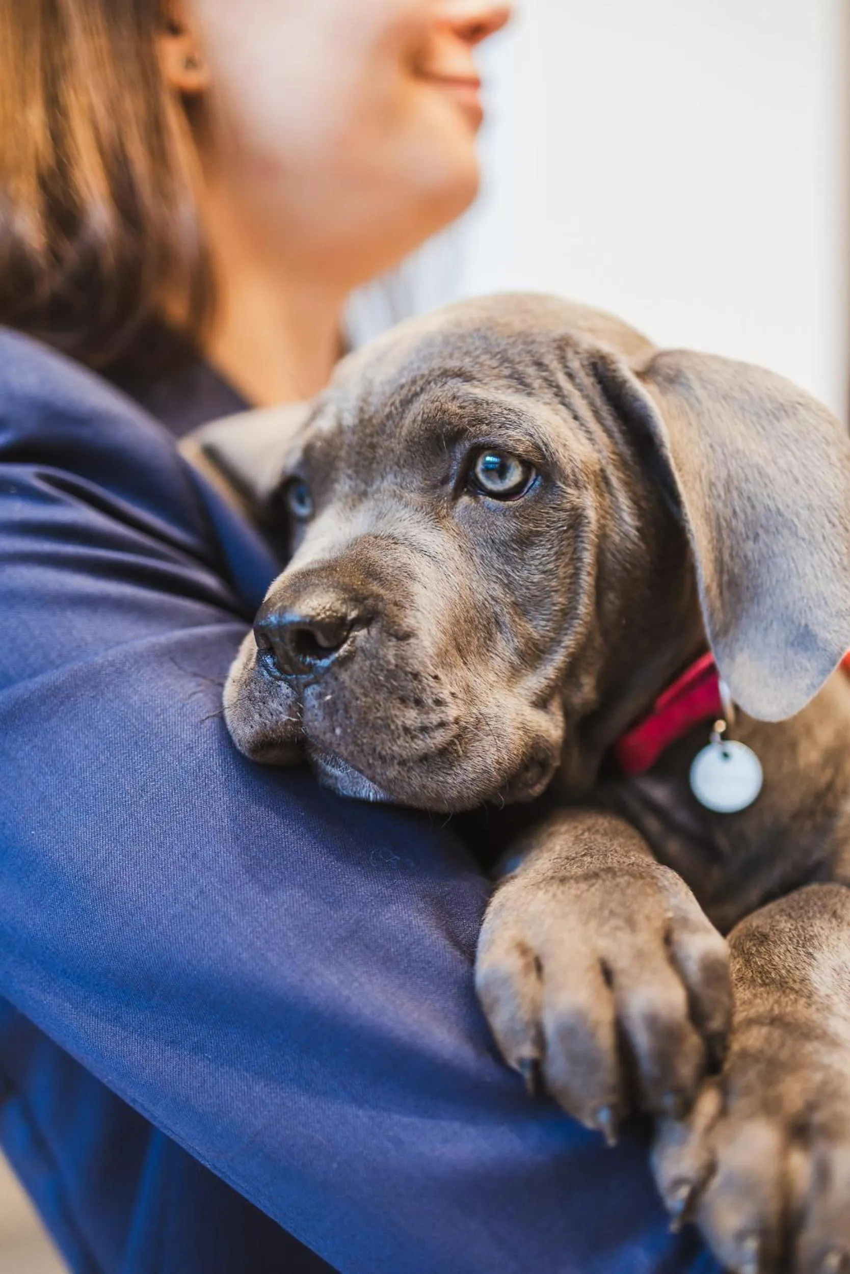 Pets in Hotel Linea Mare