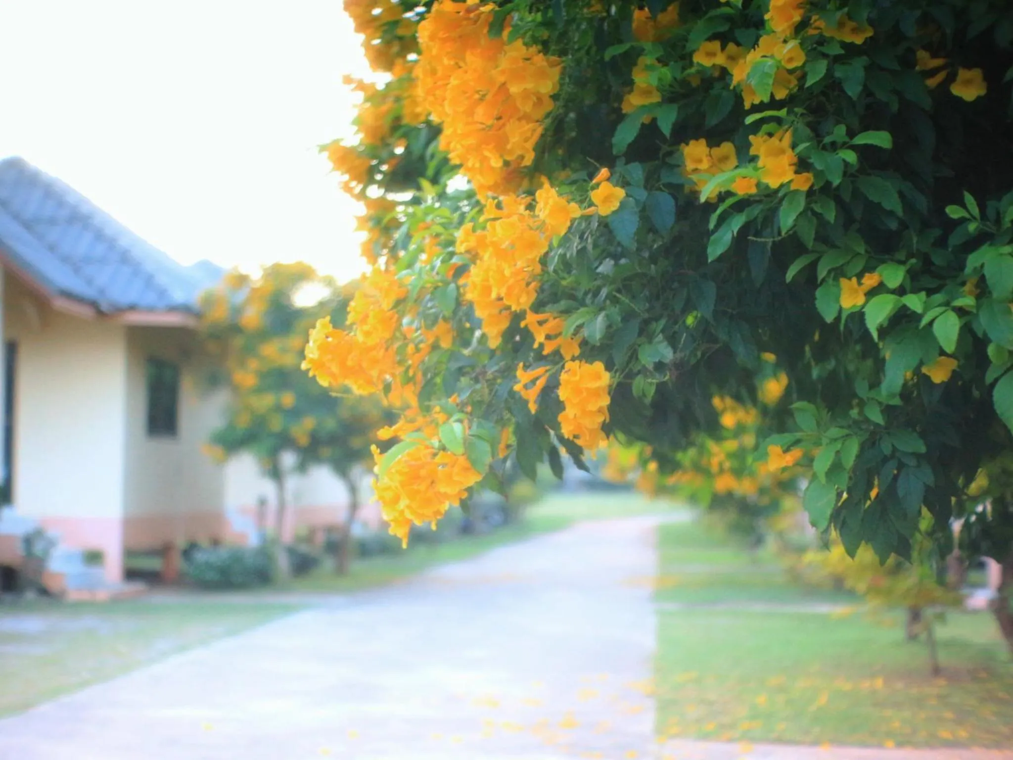 Neighbourhood in Thungwua laen resort