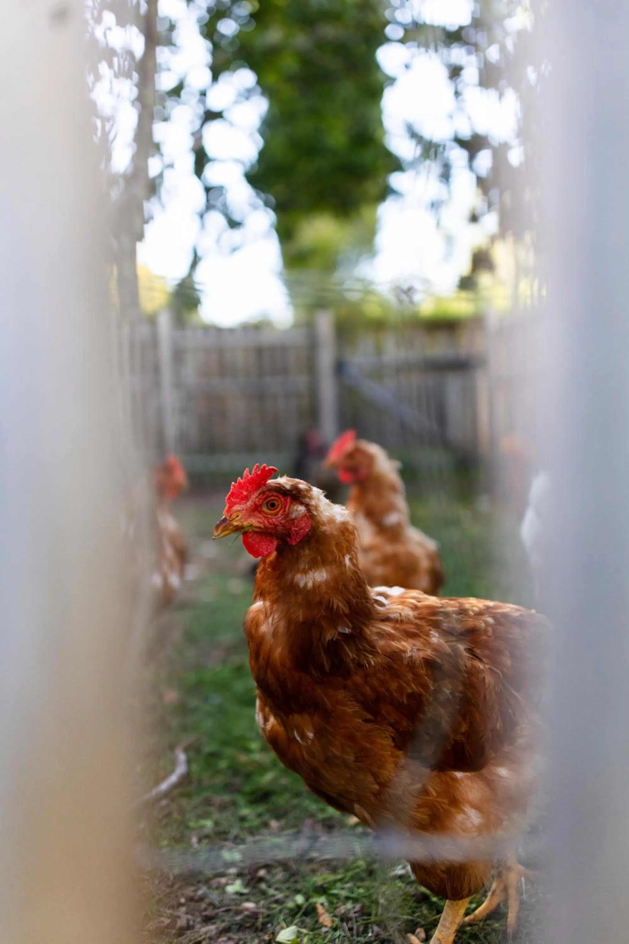 Garden in Château de Collias