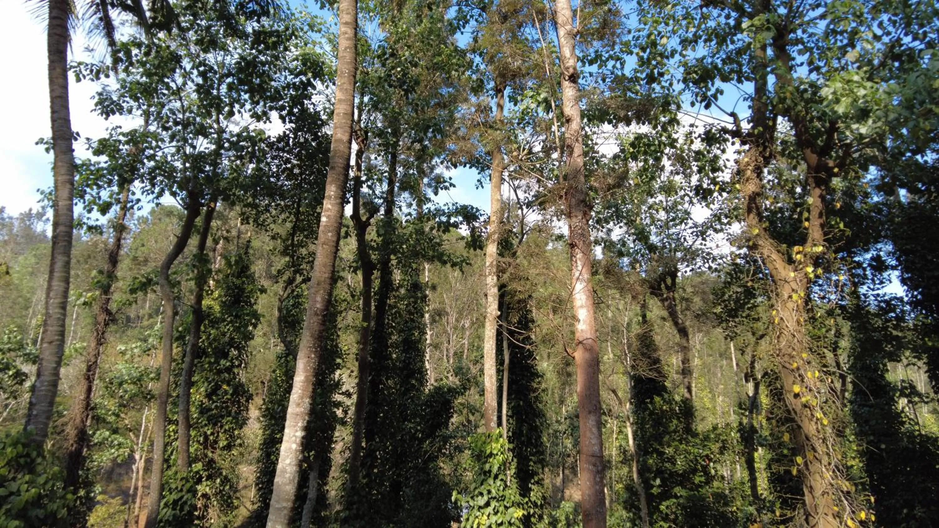 Garden in Seattle Garden Resort - KolliHills