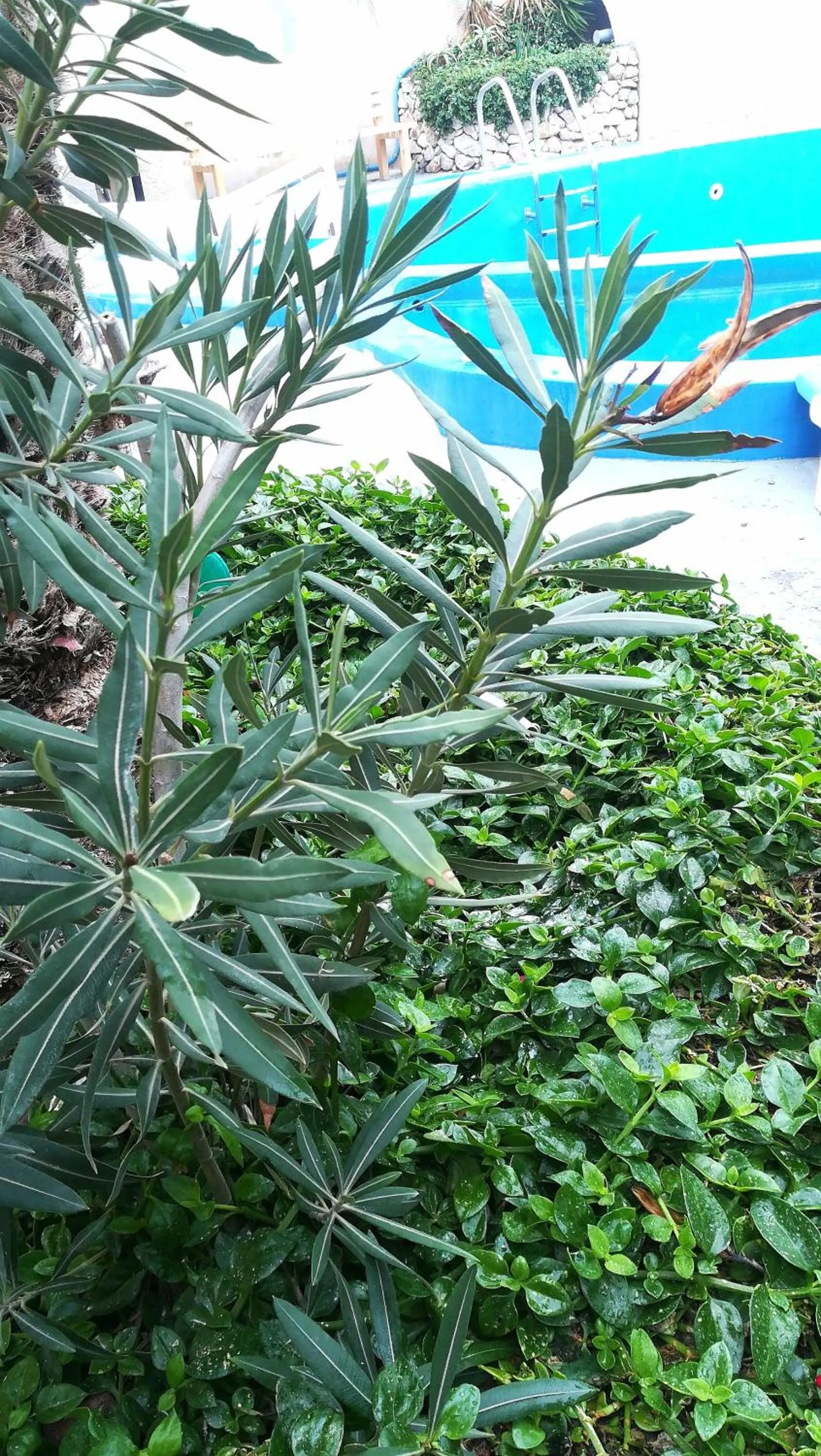 Pool view in The Best